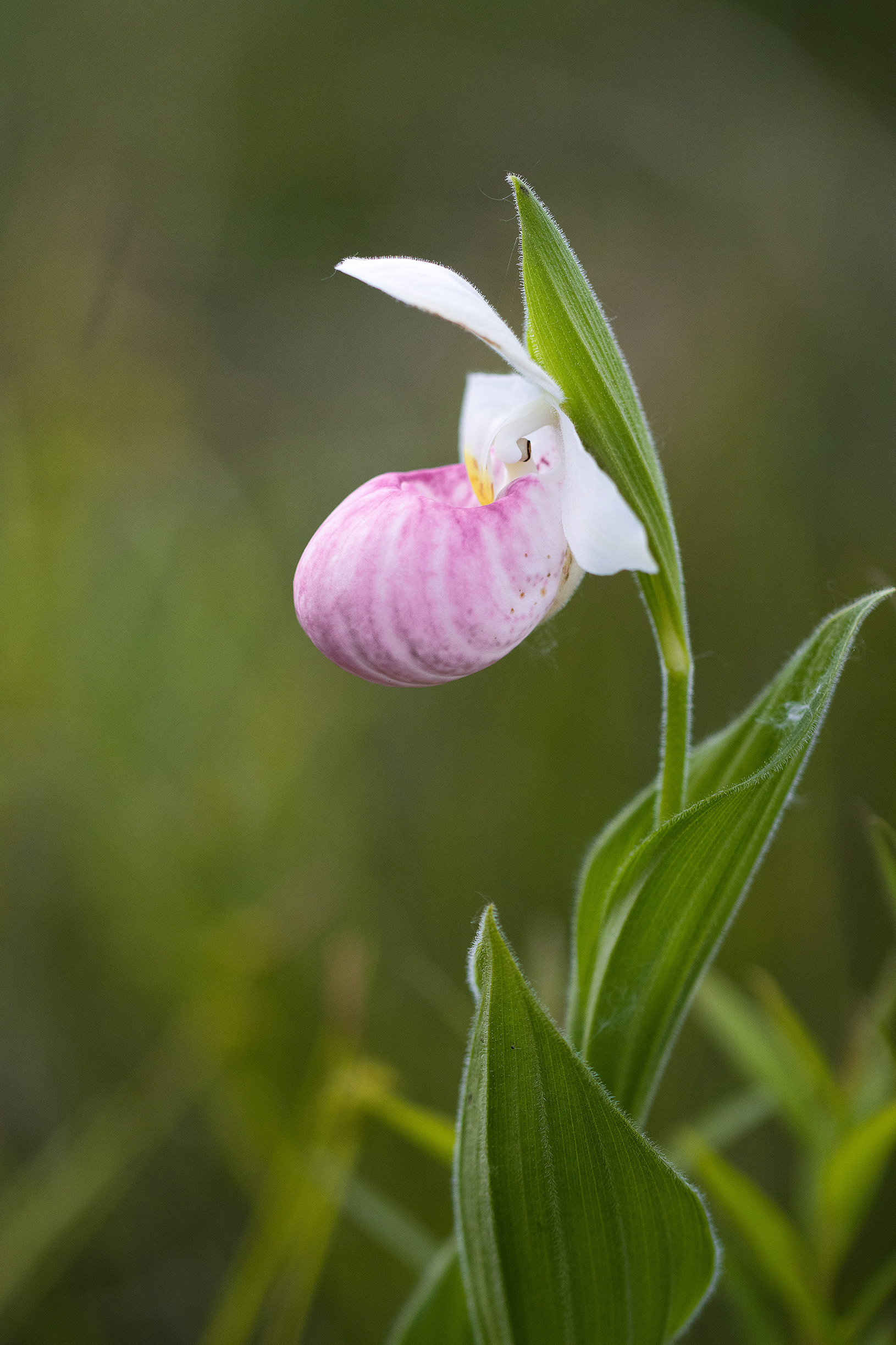 Cypripedium reginae