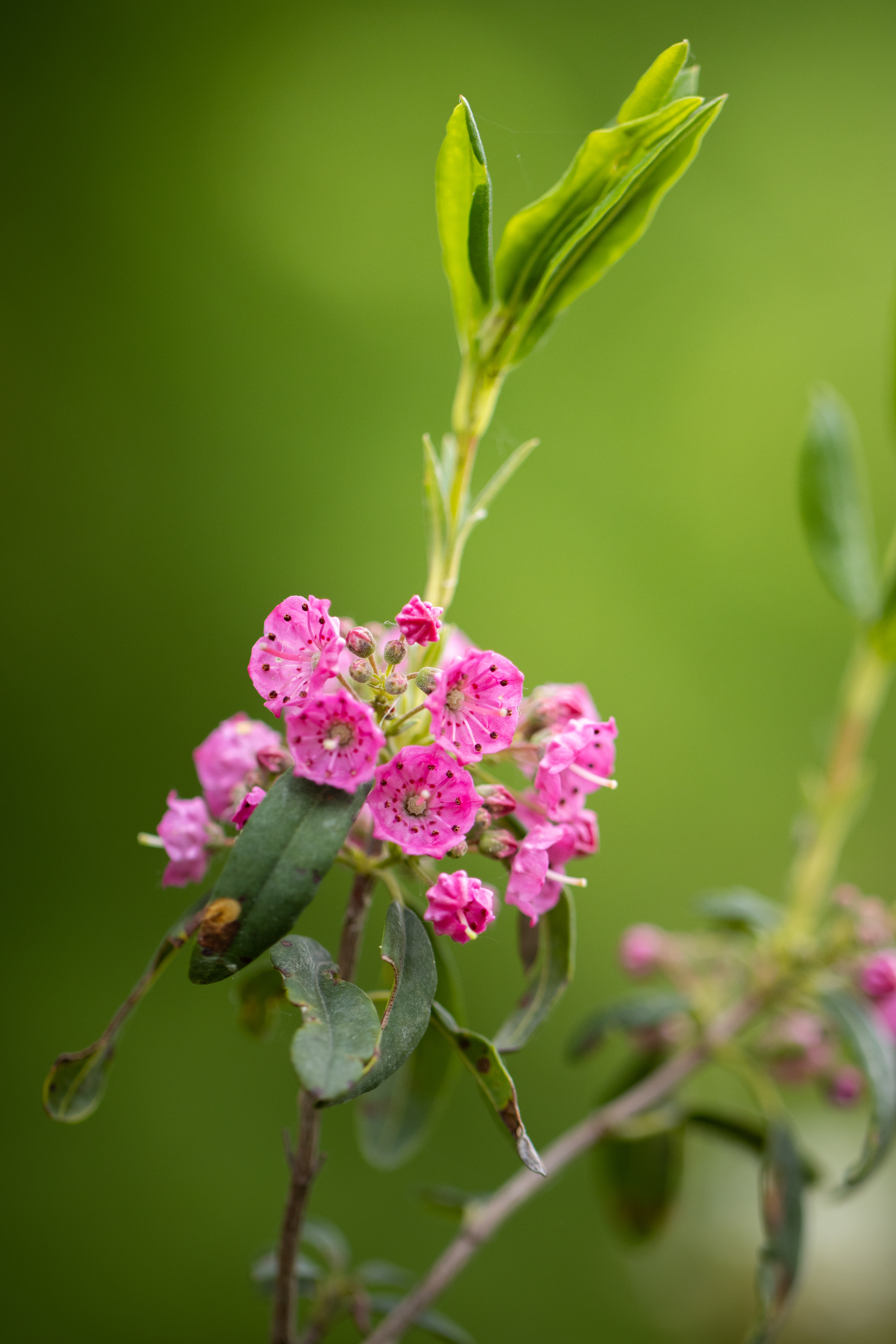 Kalmia angustifolia