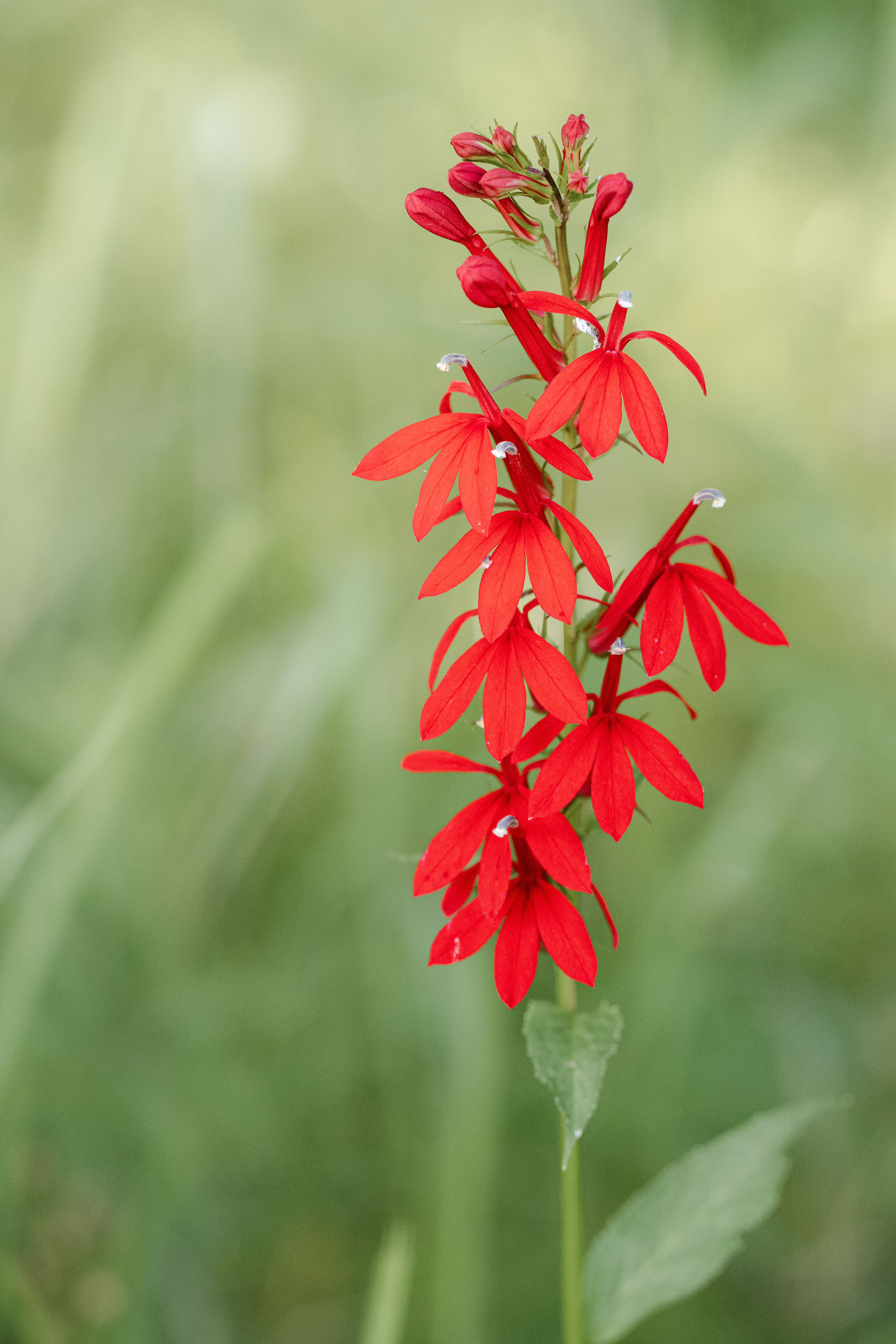 Lobelia cardinalis