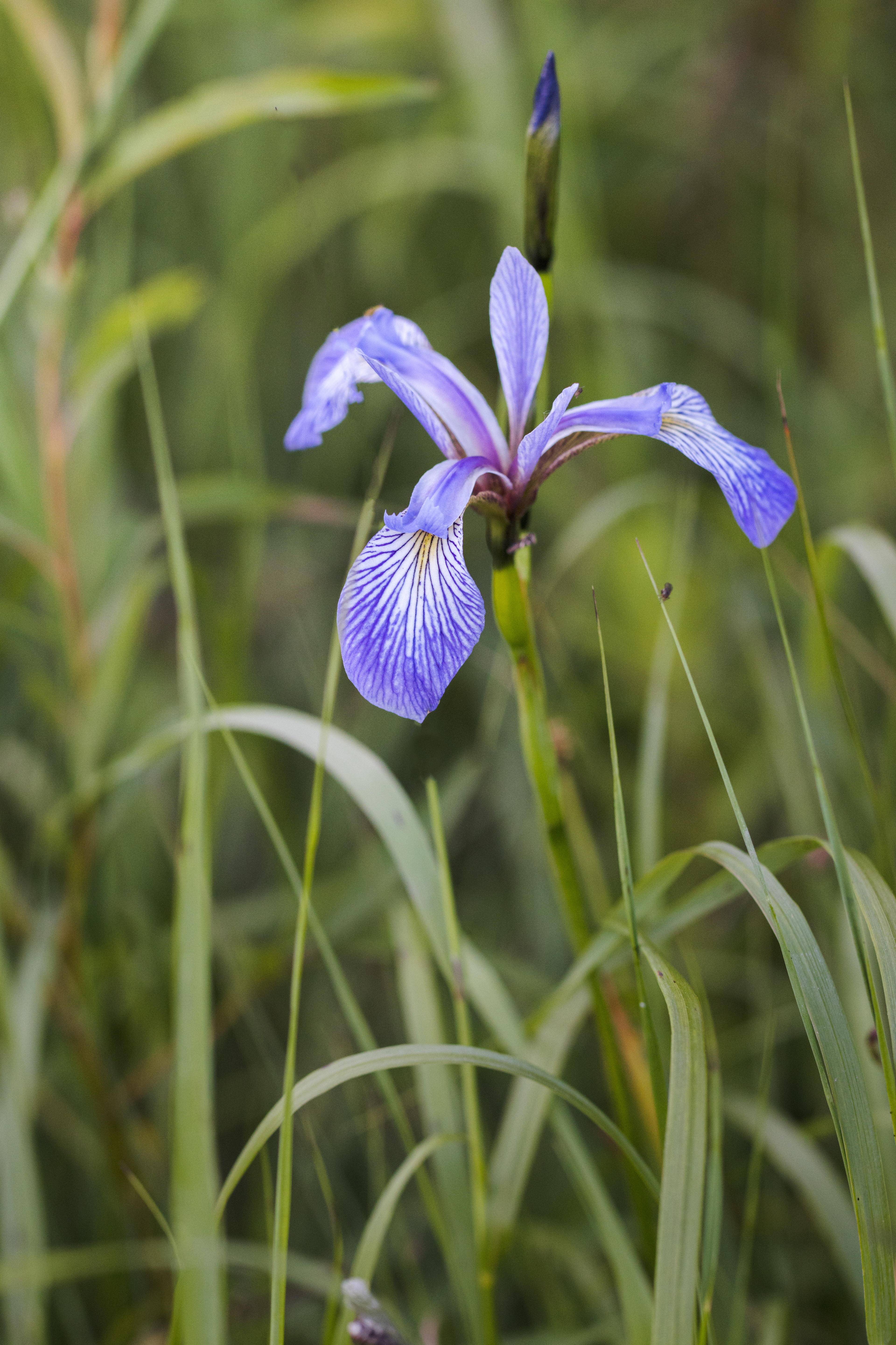 Iris versicolor