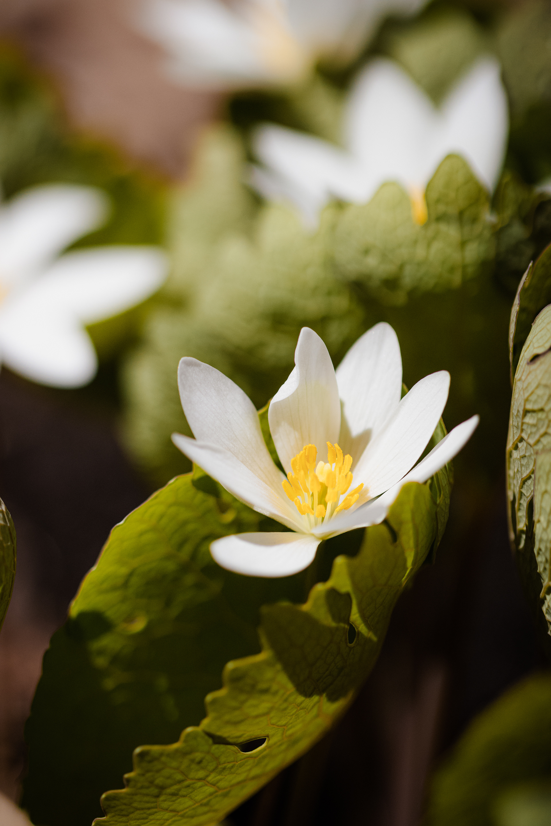 Sanguinaria canadensis