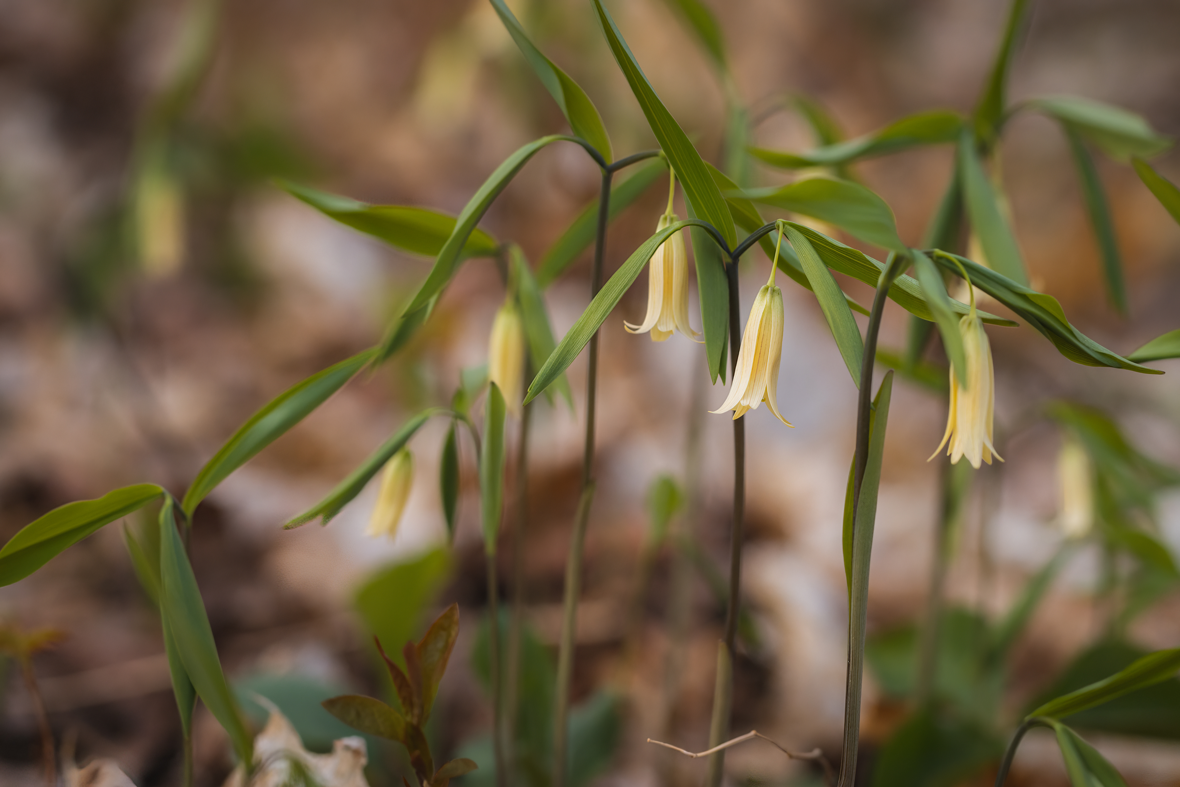 Uvularia sessifolia