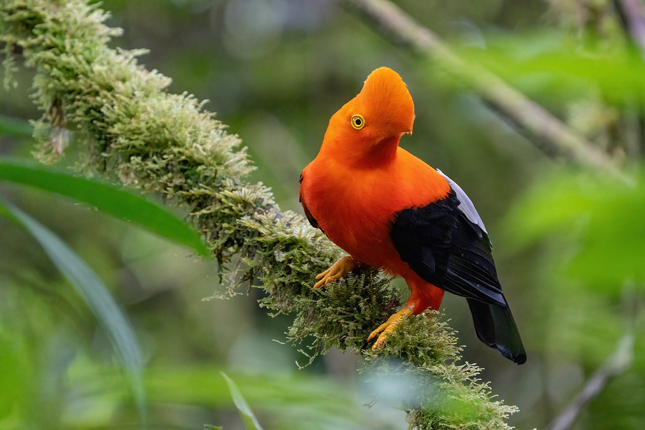 Andean Cock-of -the-Rock