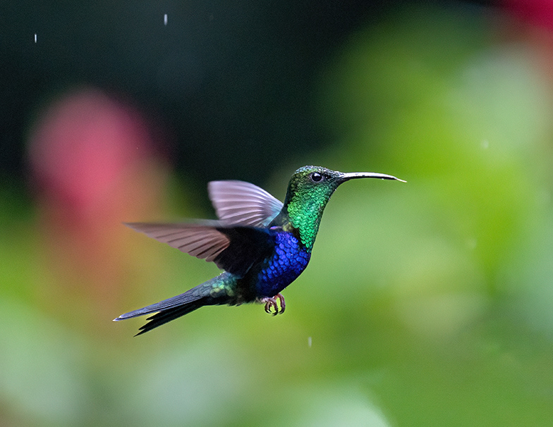 Fork-tailed Woodnymph