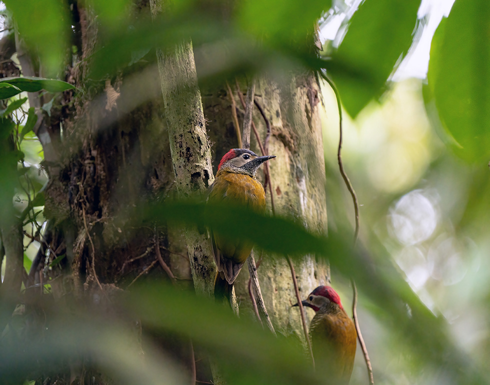 Golden-Olive Woodpecker (F&M)