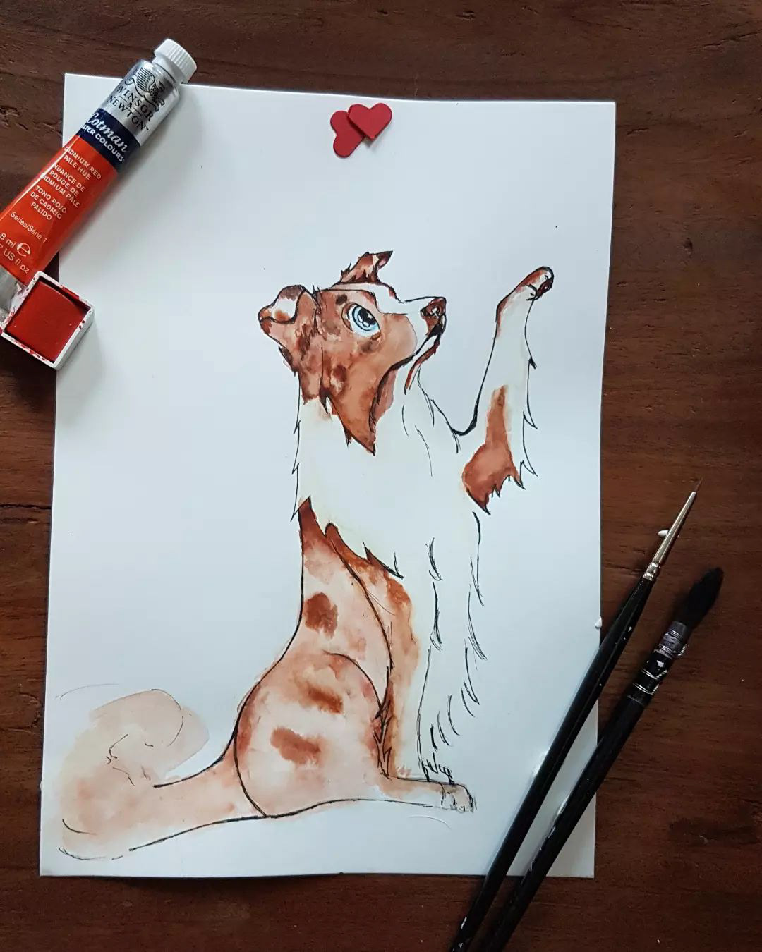border collie aquarelle
