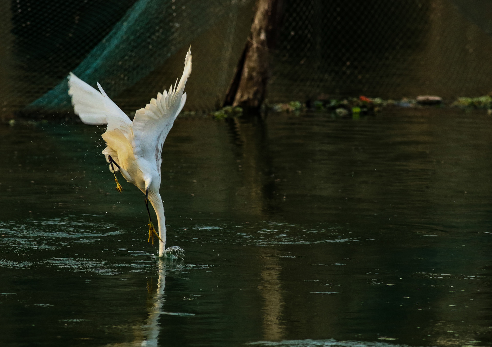 HIGH RISK HIGH REWARD One fine morning I was sitting at the entrance of Jakkur lake with my camera. There is a water outlet from Jakkur lake to another lake and also there is a net to stop fish going outside. Egret found this as an opportunity but competition was very high as lot of egrets were lined up on the net. This smart one decided to take extra risk by diving into the water and get his high reward!!!
