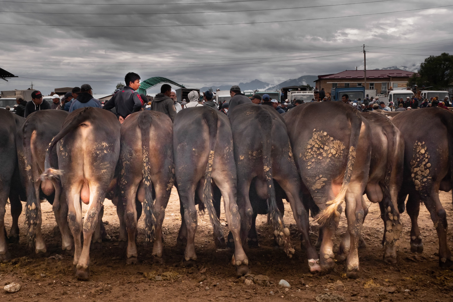 Karakol, trh s dobytkem