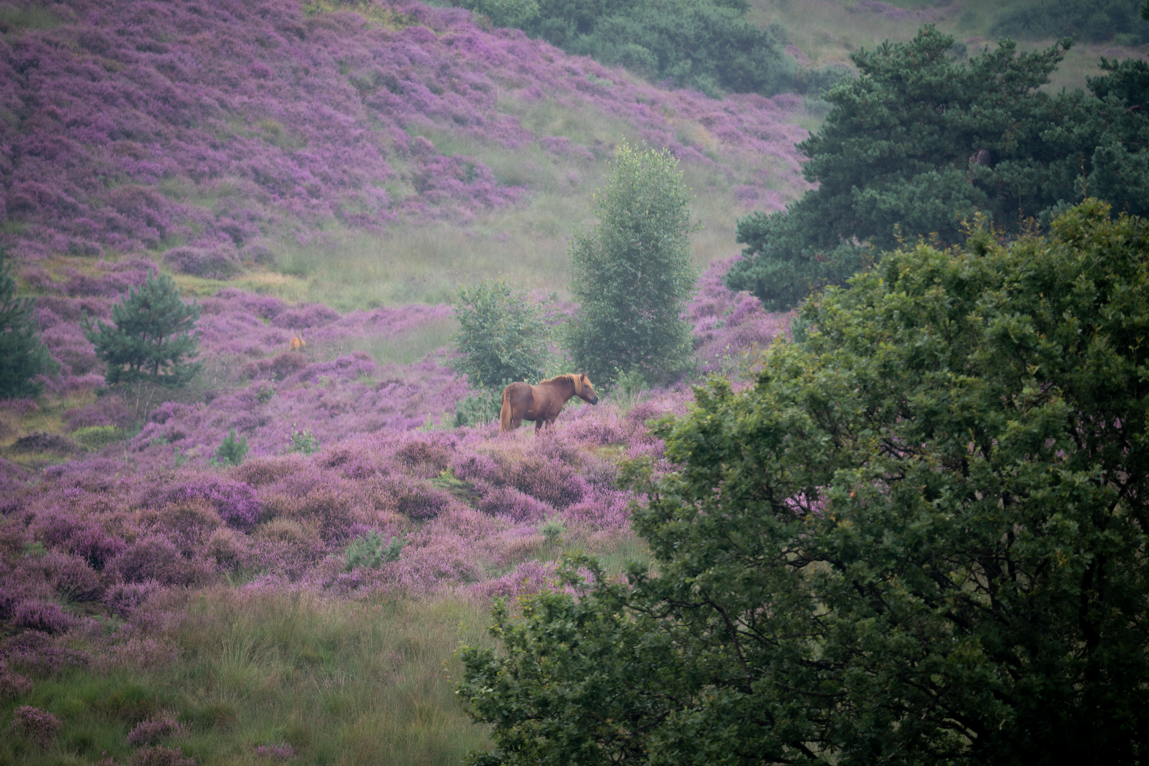 Veluwe 1