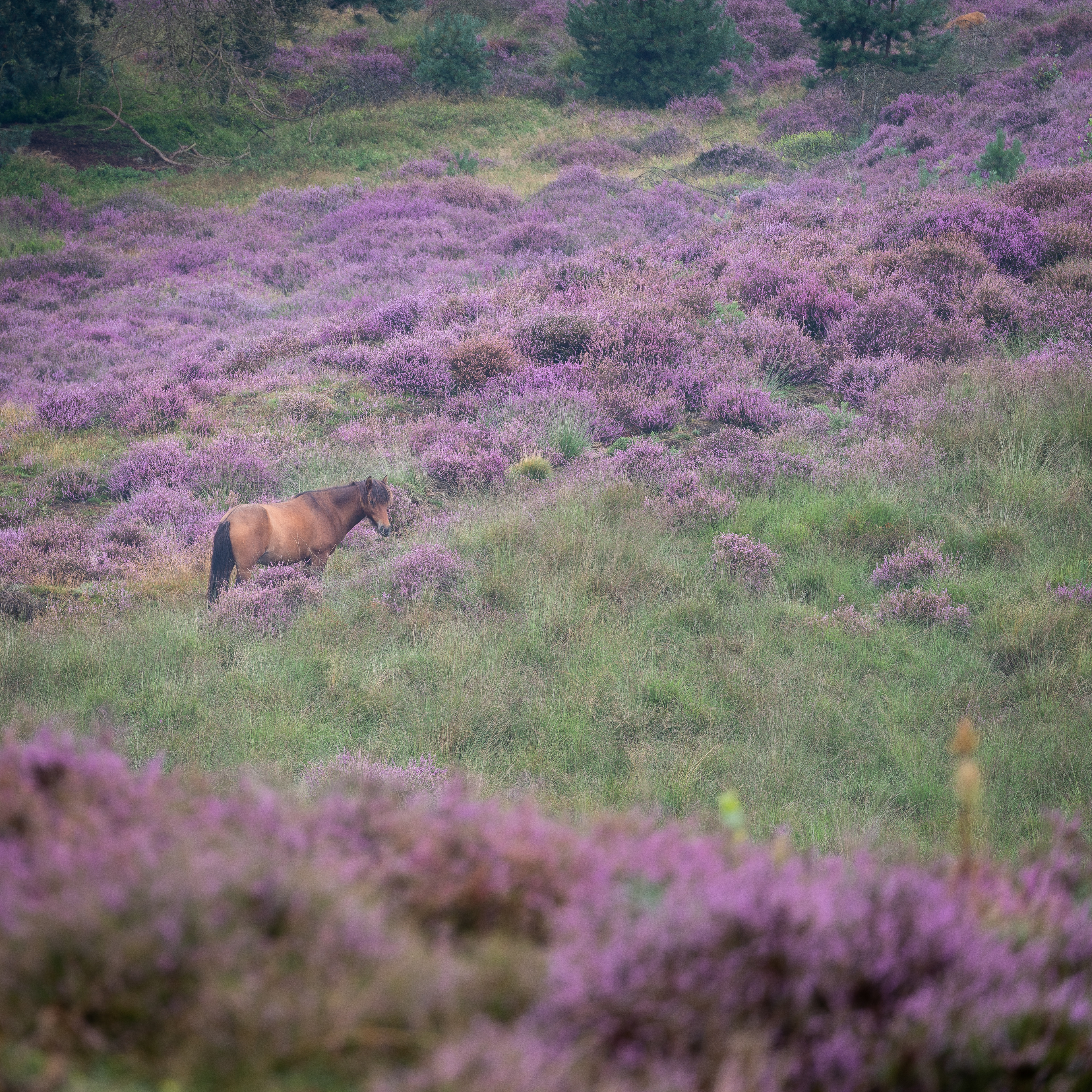 Veluwe 2