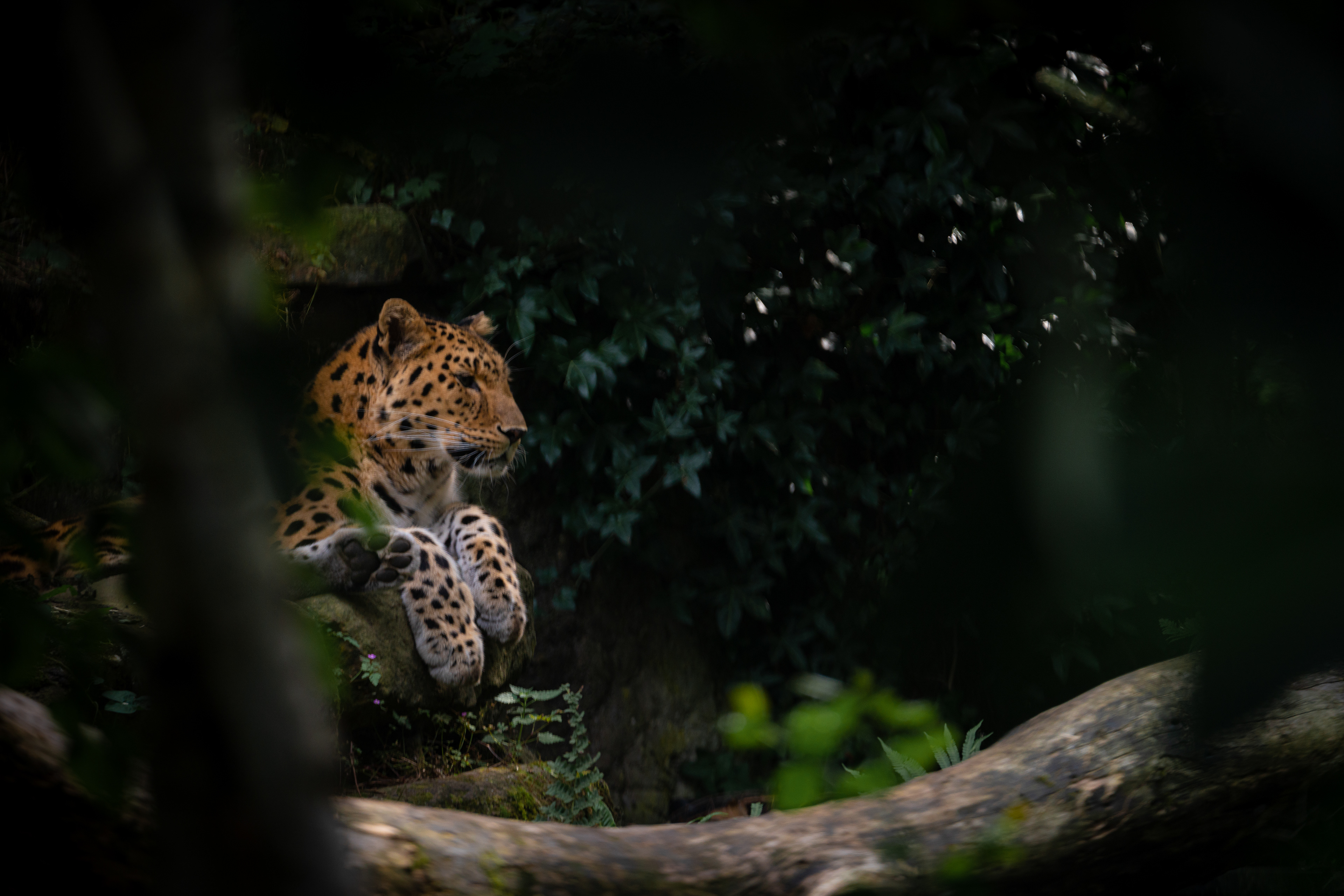 Blijdorp Zoo, Rotterdam
