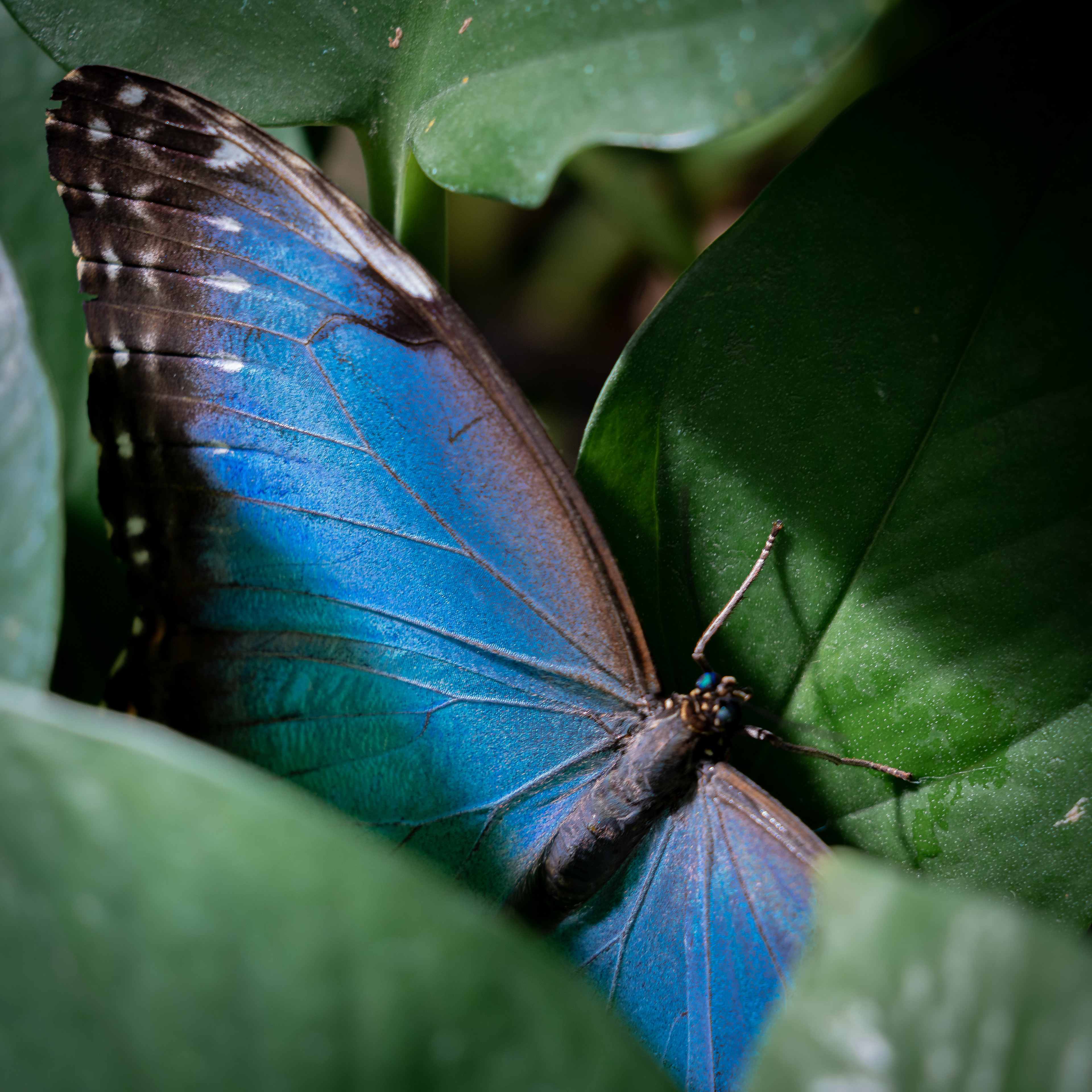 The Caligo Butterfly open wings