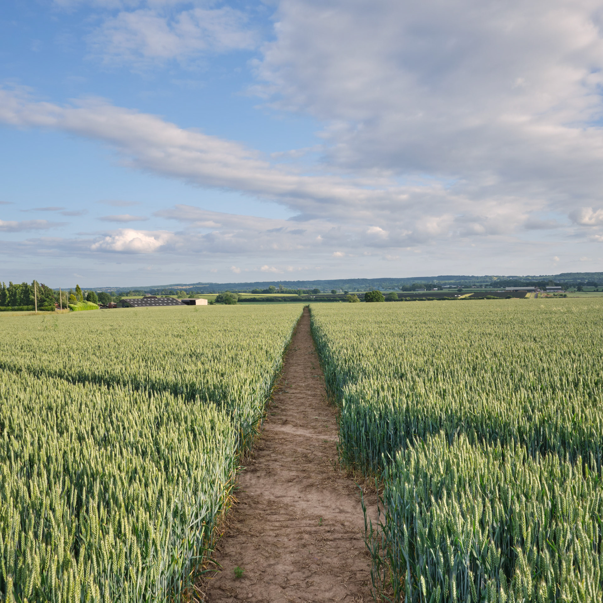 Barley, Orton on the Hill
