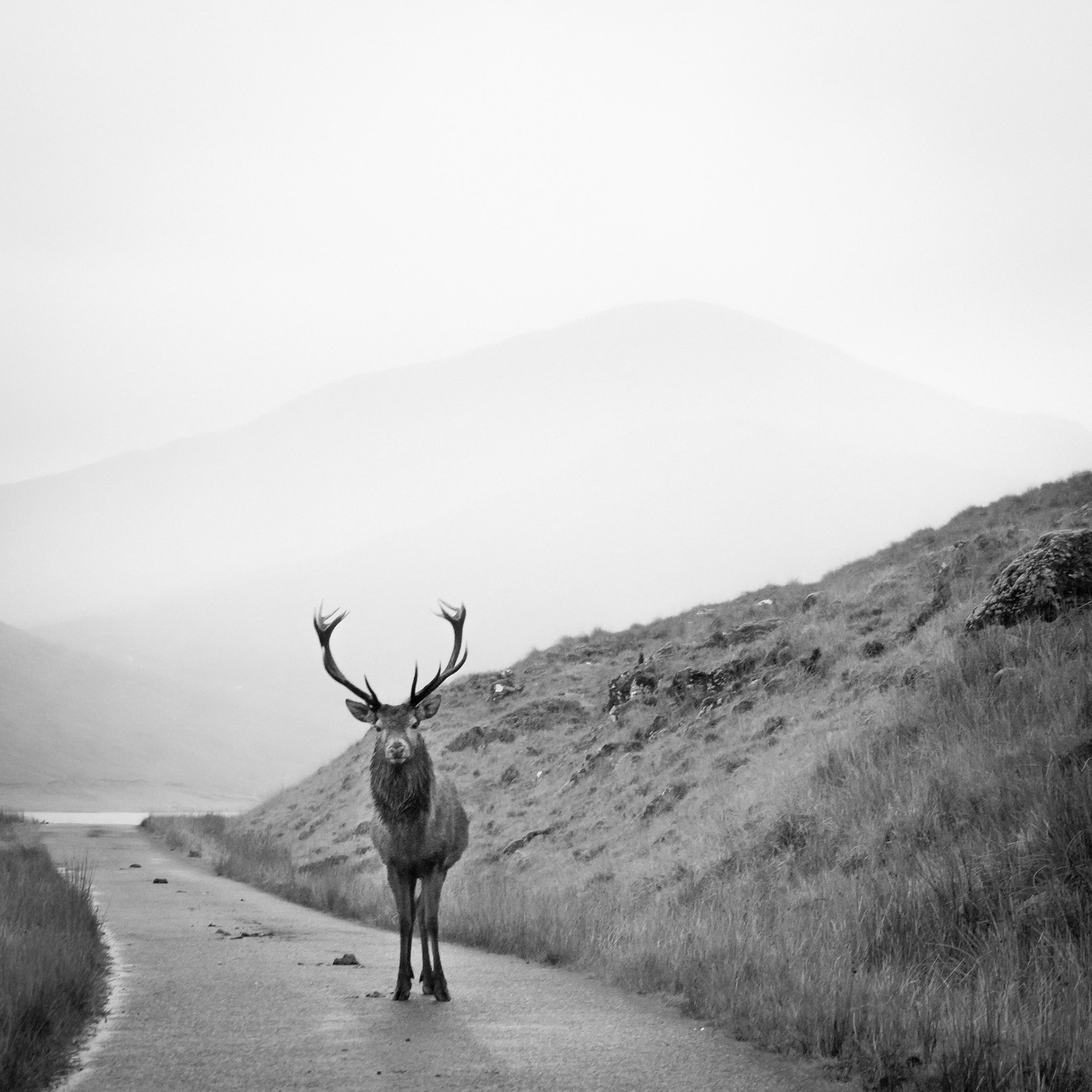 Stag, Glen Quoich, Scotland