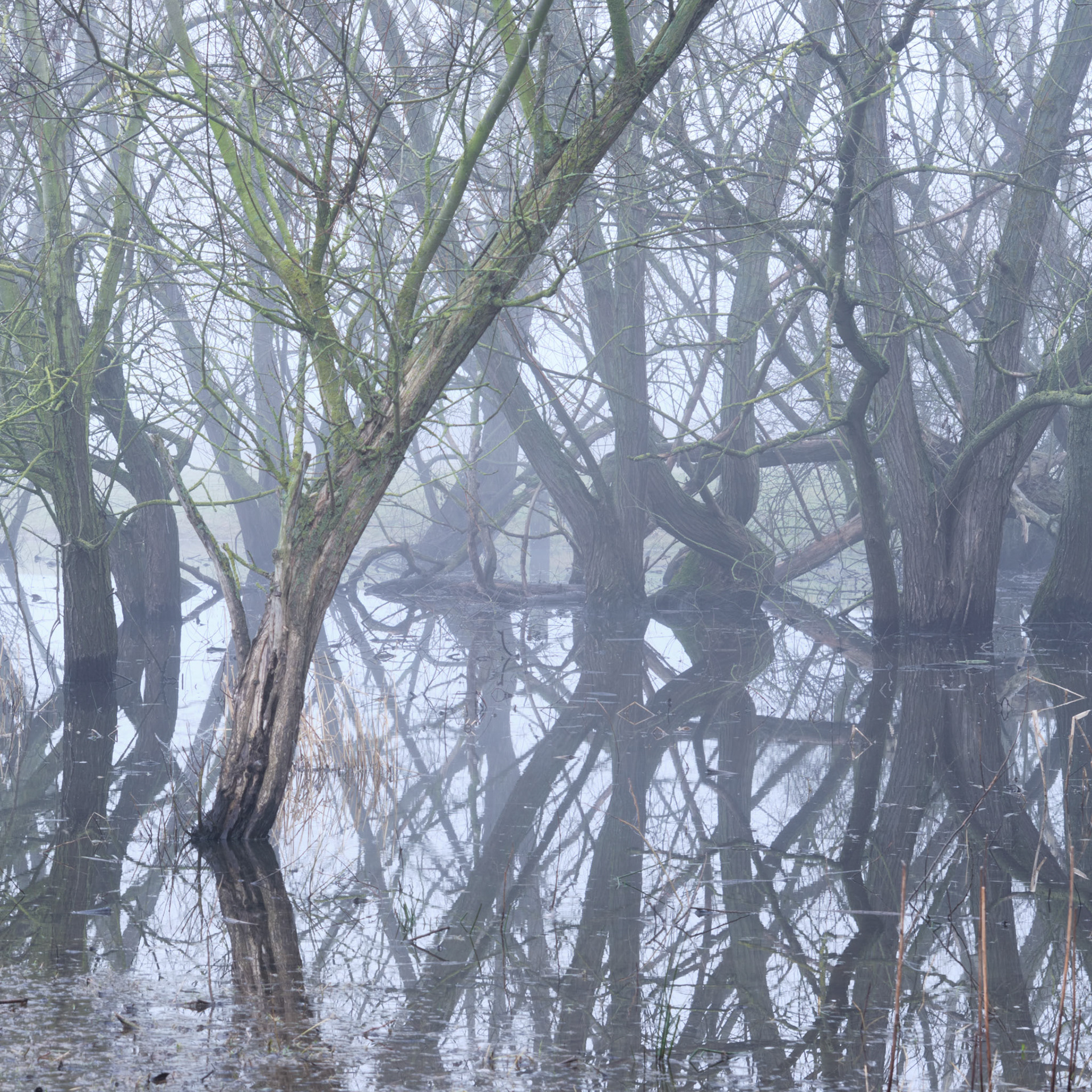 Marshland, Lockington