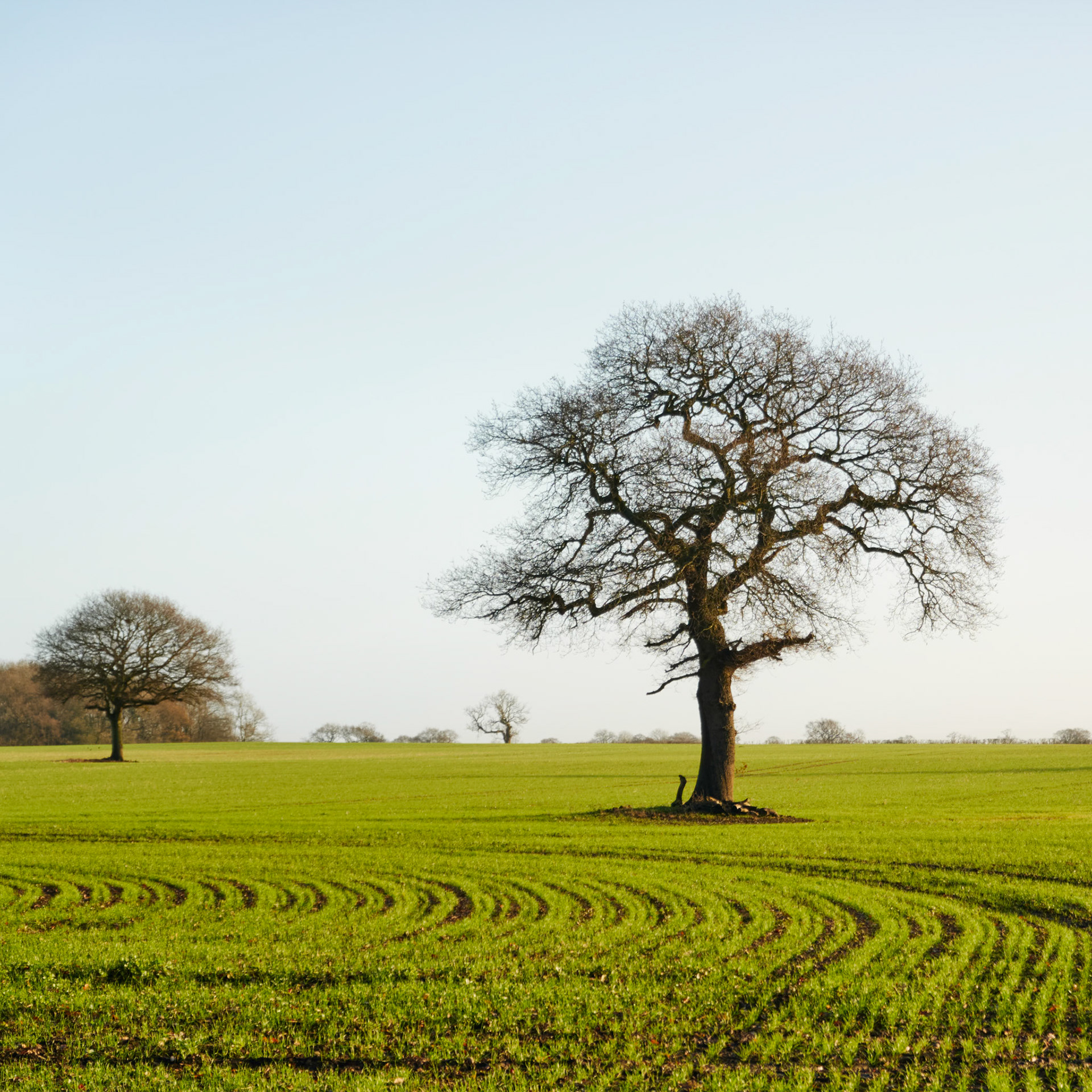 East, Newbold Lane, Peckleton
