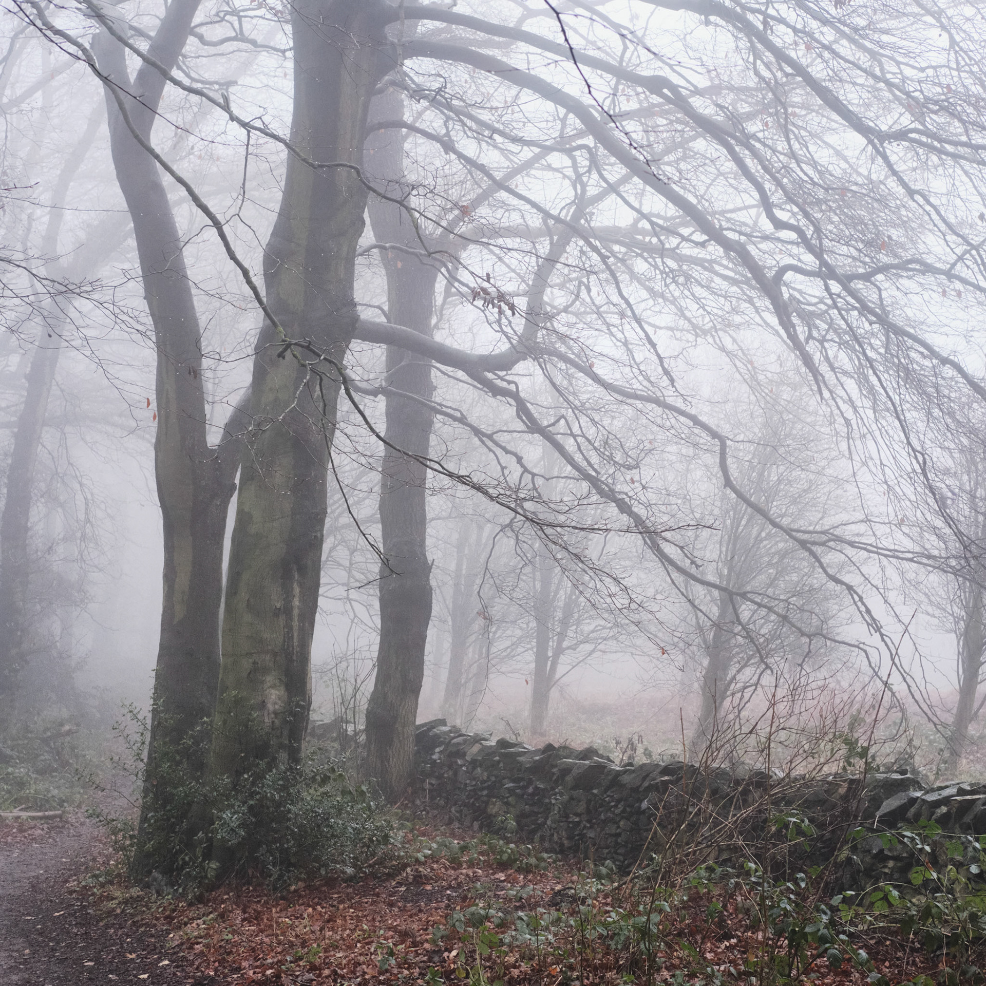 Martin's Wood, Woodhouse