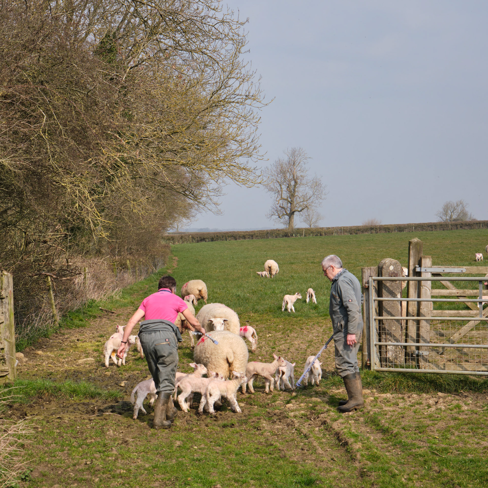Lambs, Green Lodge, Eaton