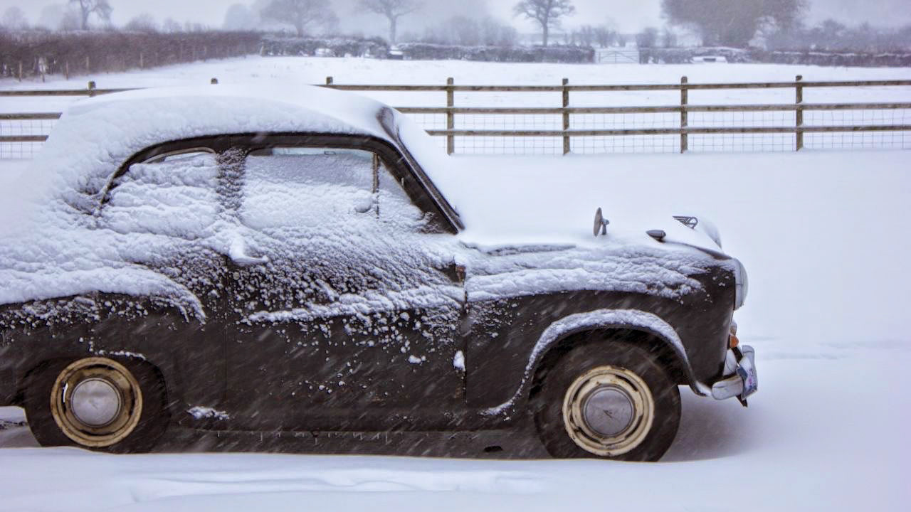 Percy in the snow