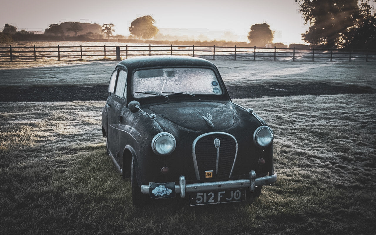 Percy on a frosty morning