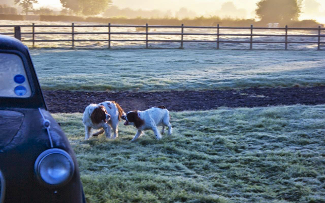 Percy on a frosty morning