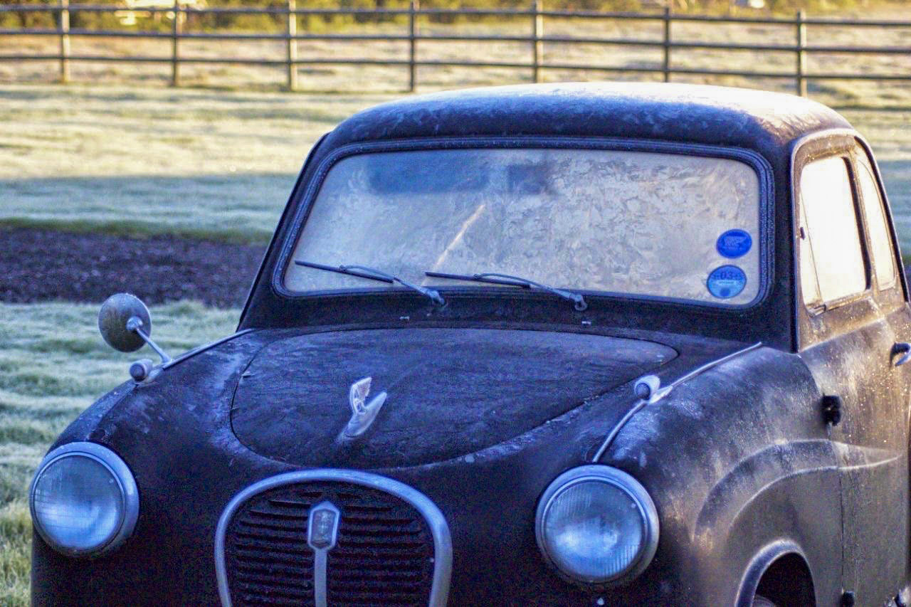Percy on a frosty morning
