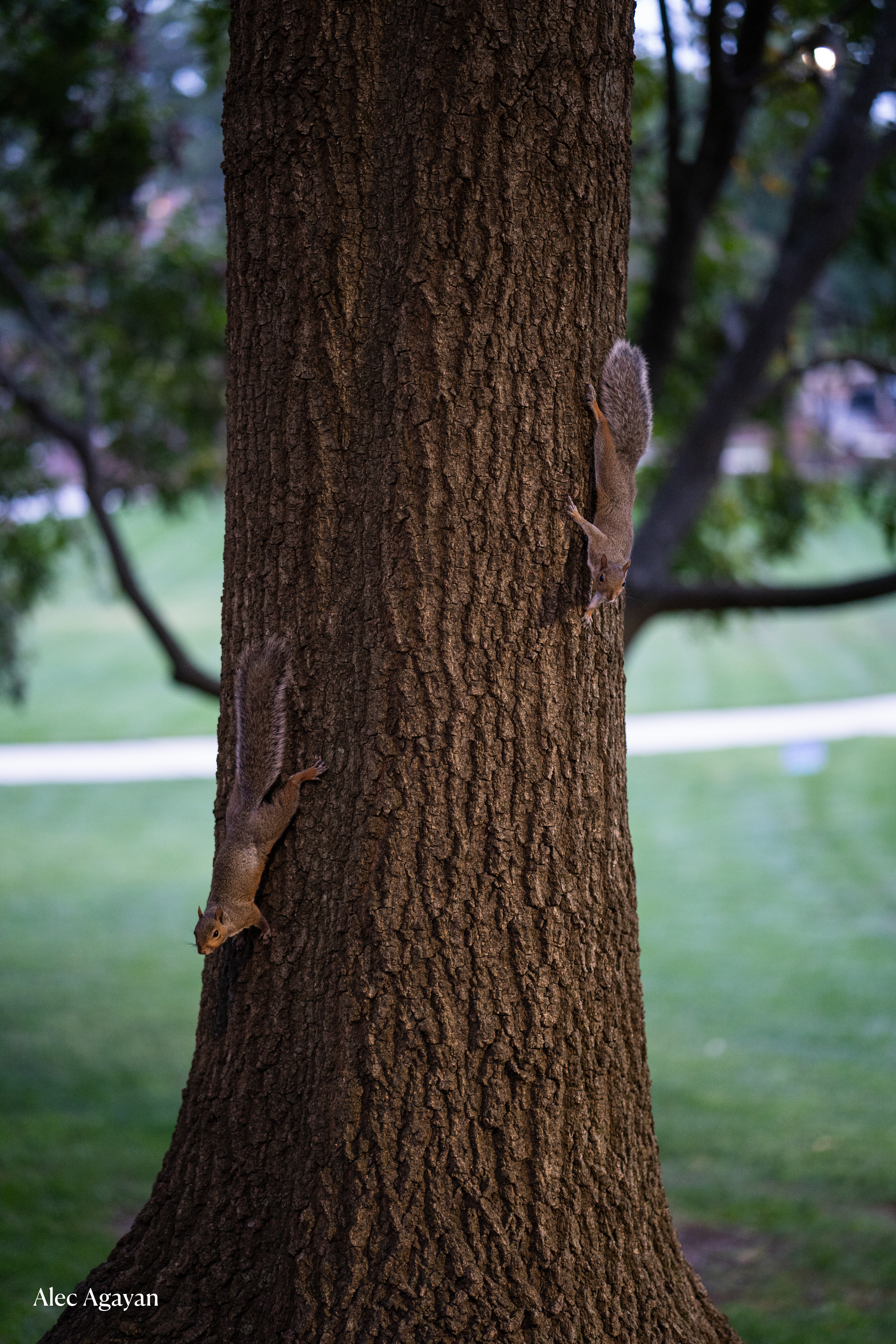 ZEISS Batis 85 / Sony Alpha 7C