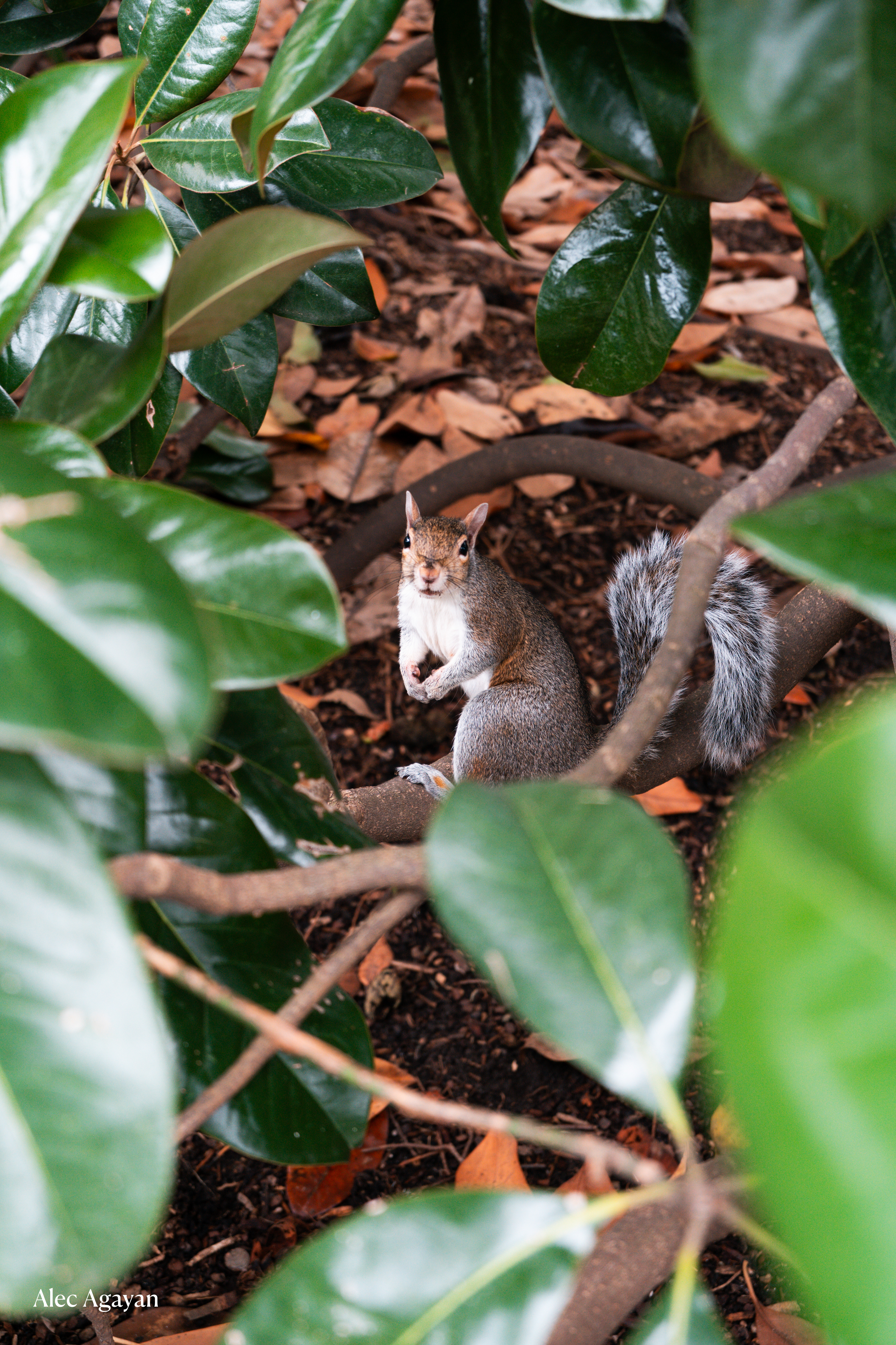 Sony FE 28-60 / Sony Alpha 7C