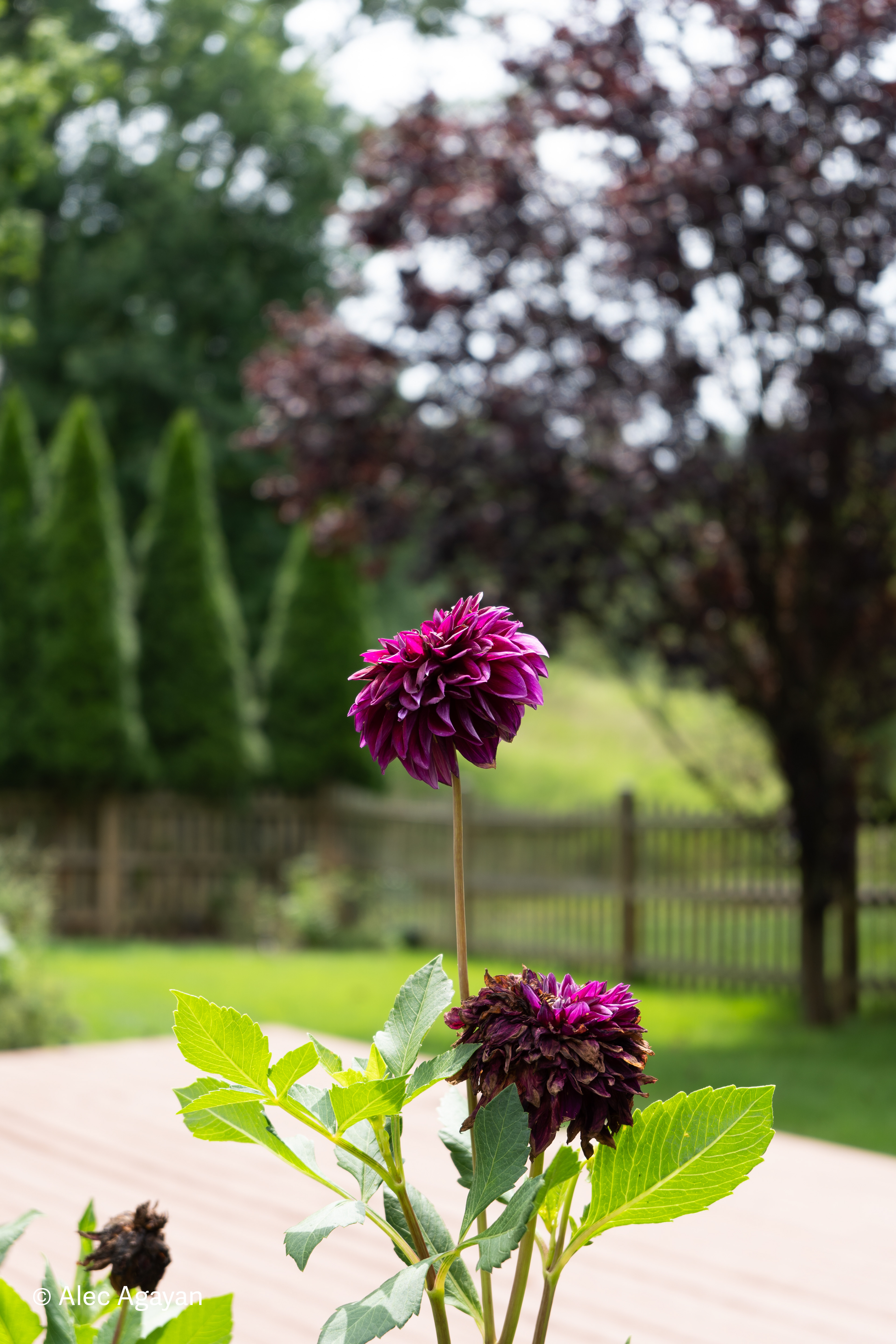 Sony FE 28-60 / Sony Alpha 7C