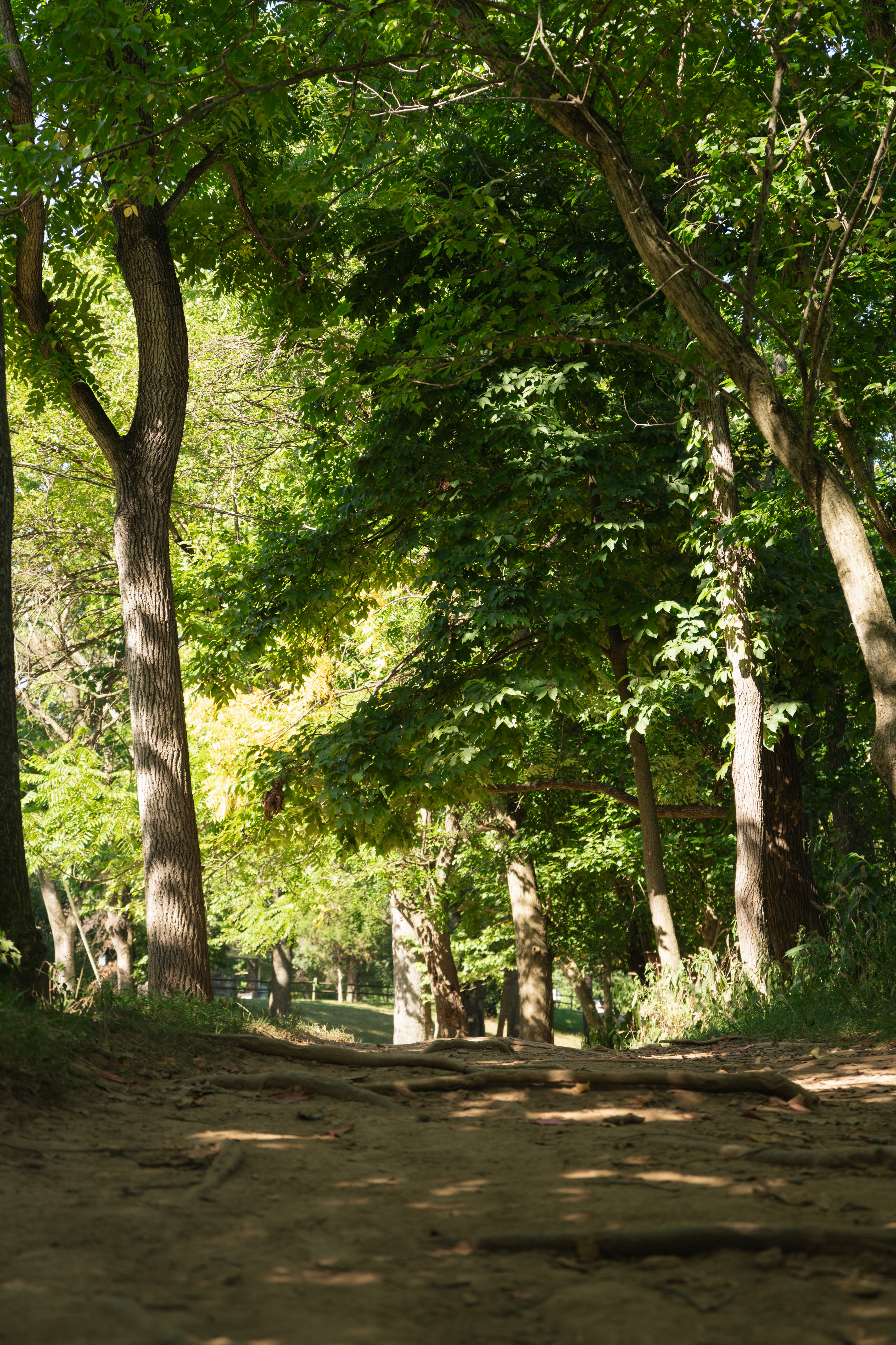 Sony FE 28-60 / Sony Alpha 7C