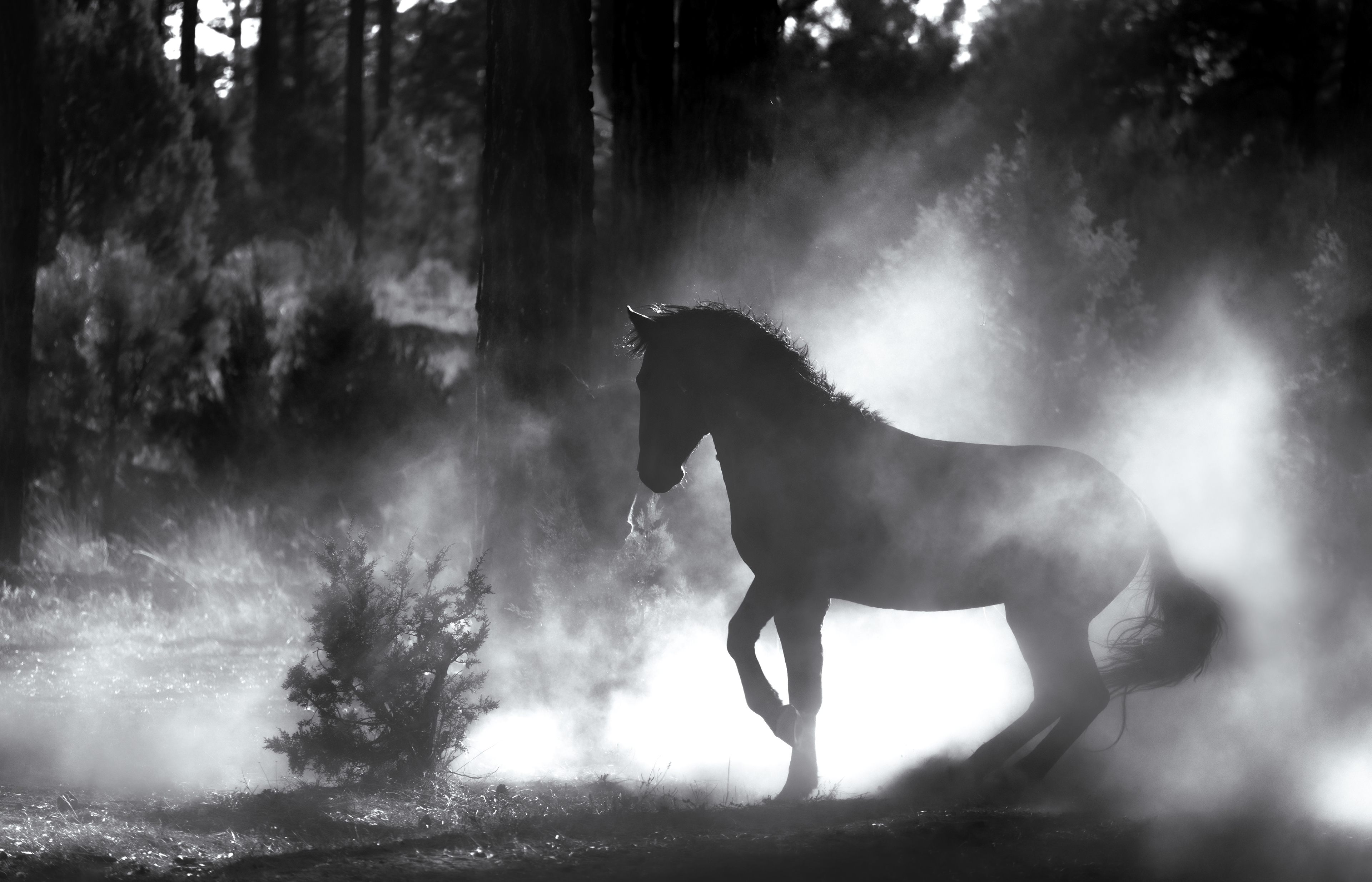 DUST AND SILENCE 2023