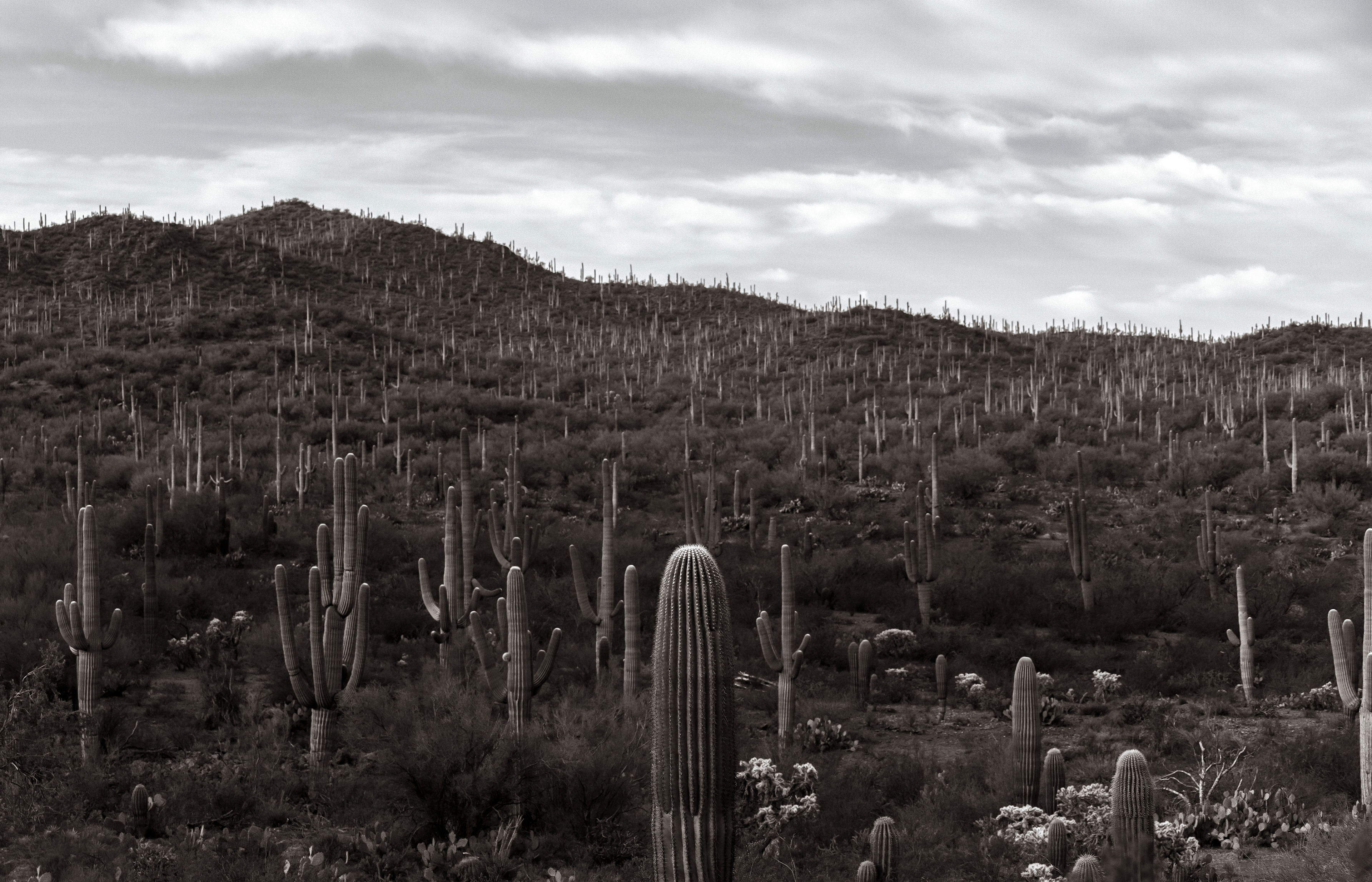 DESERT TAPESTRY 2023