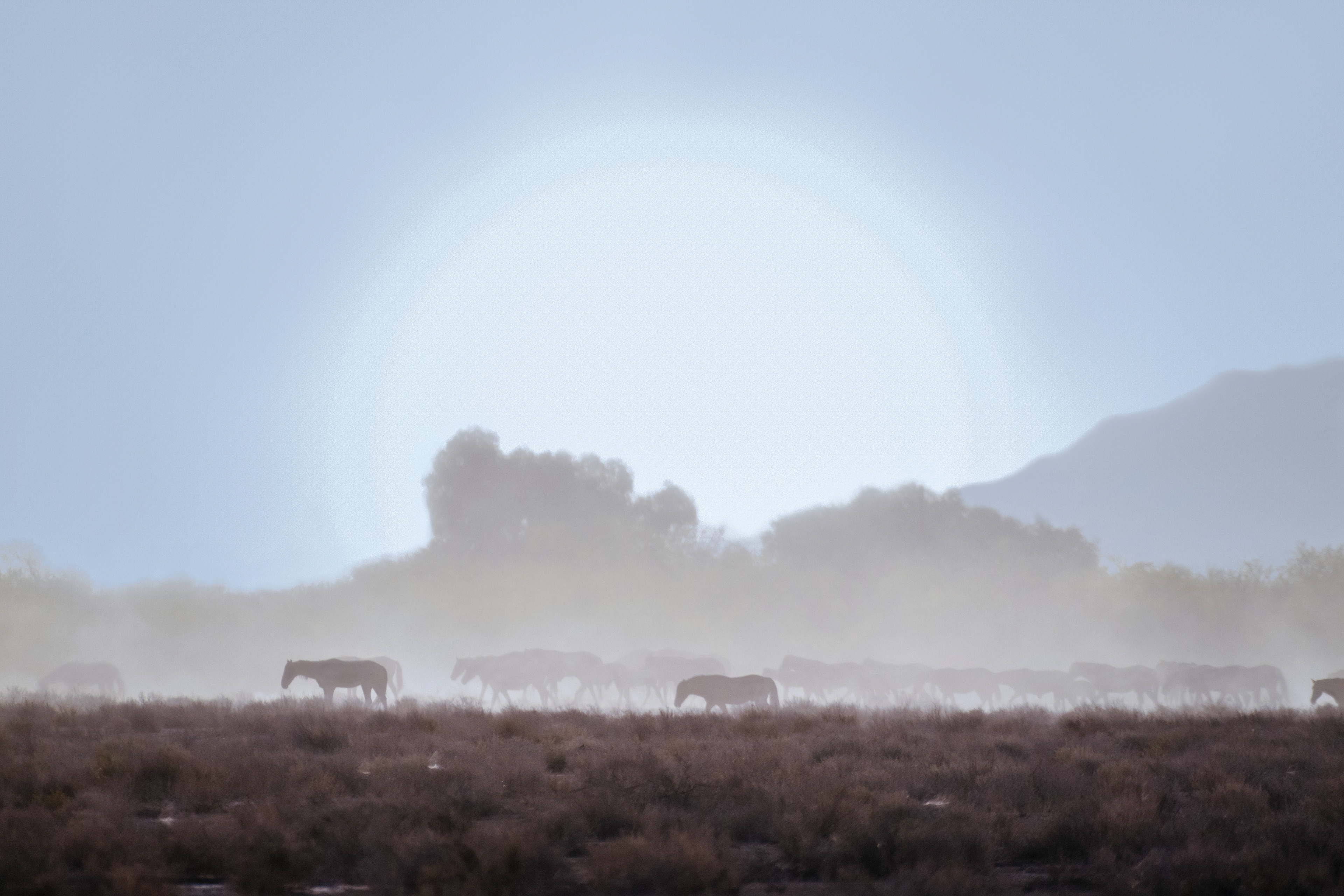 DESERT LIGHT 2022