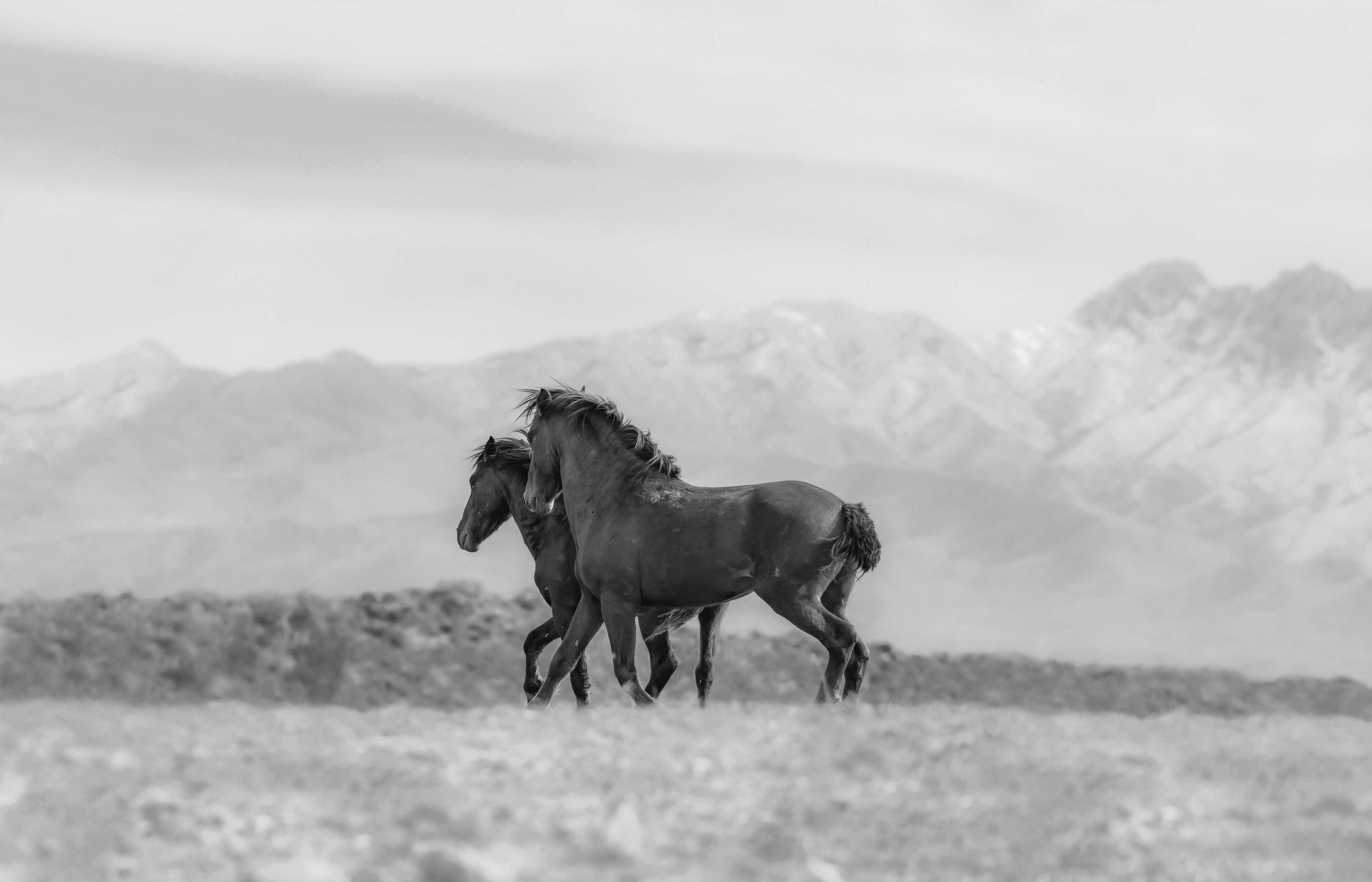 DESERT RUN 2023