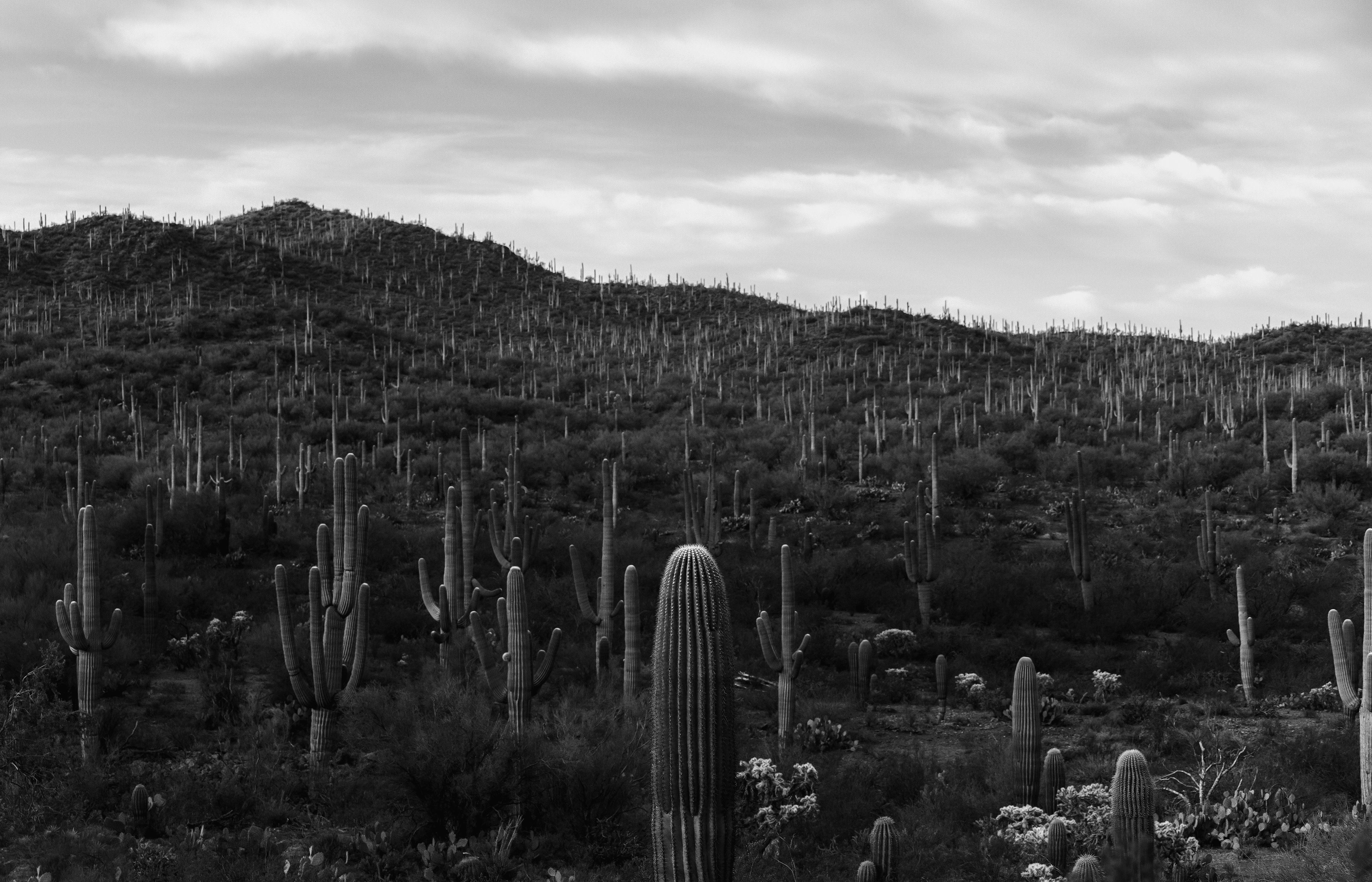 DESERT TAPESTRY 2023