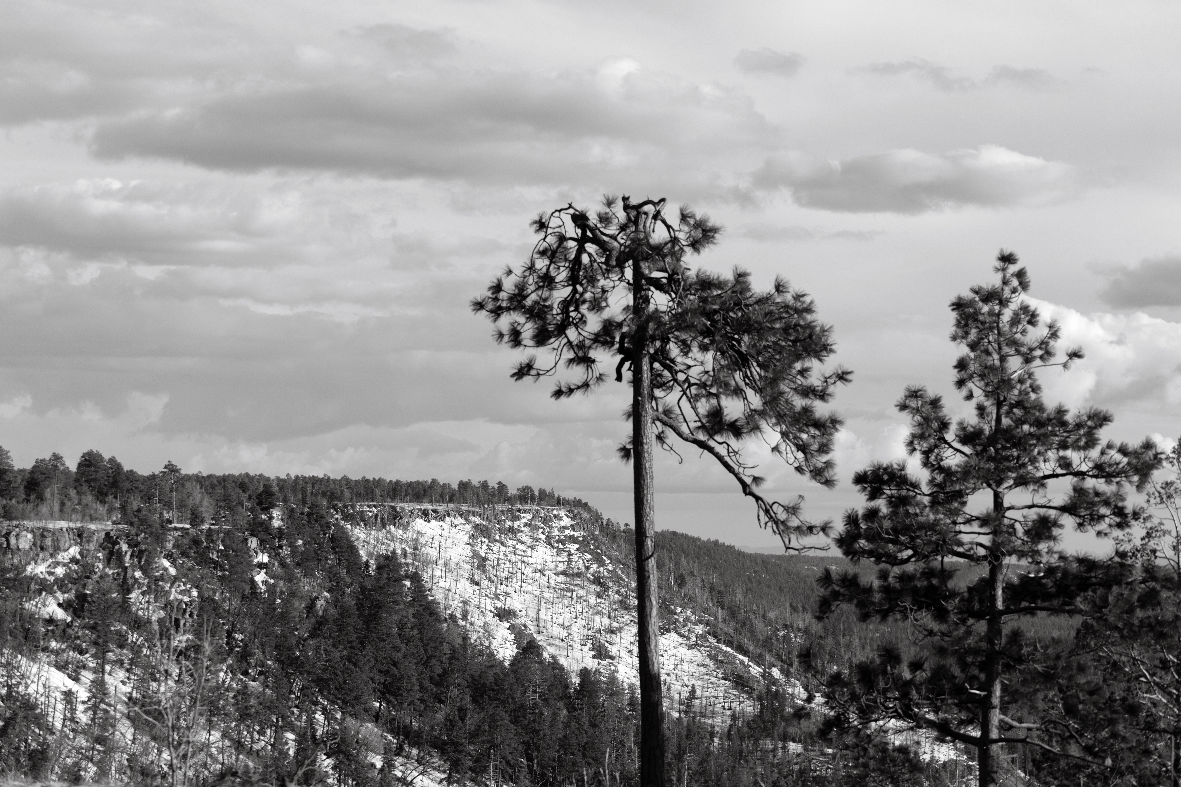 RIM COVERED SNOW 2023