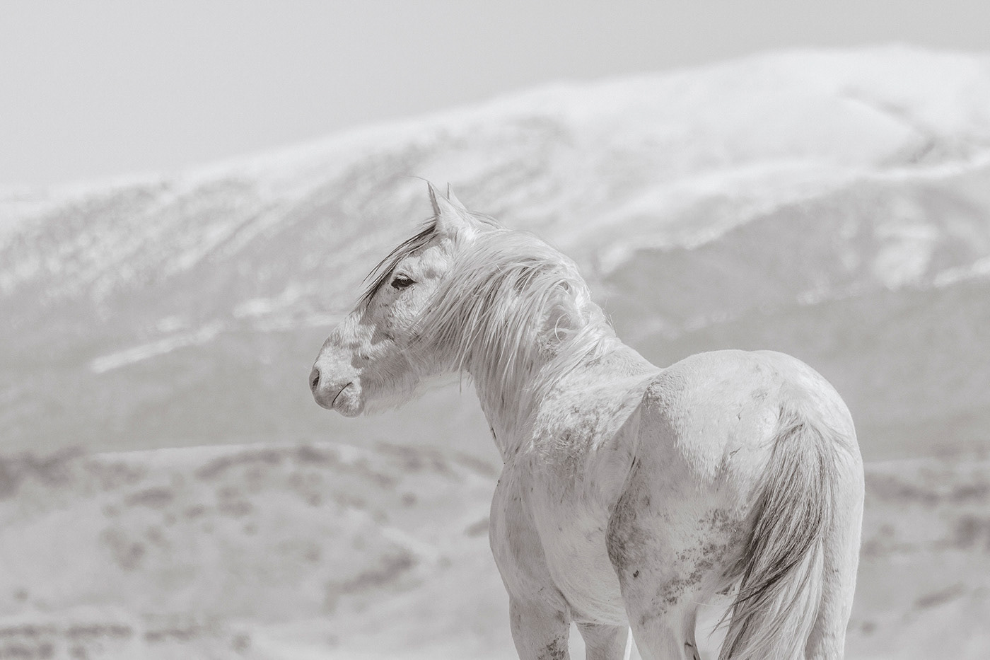 ASH IN THE DISTANCE 2021