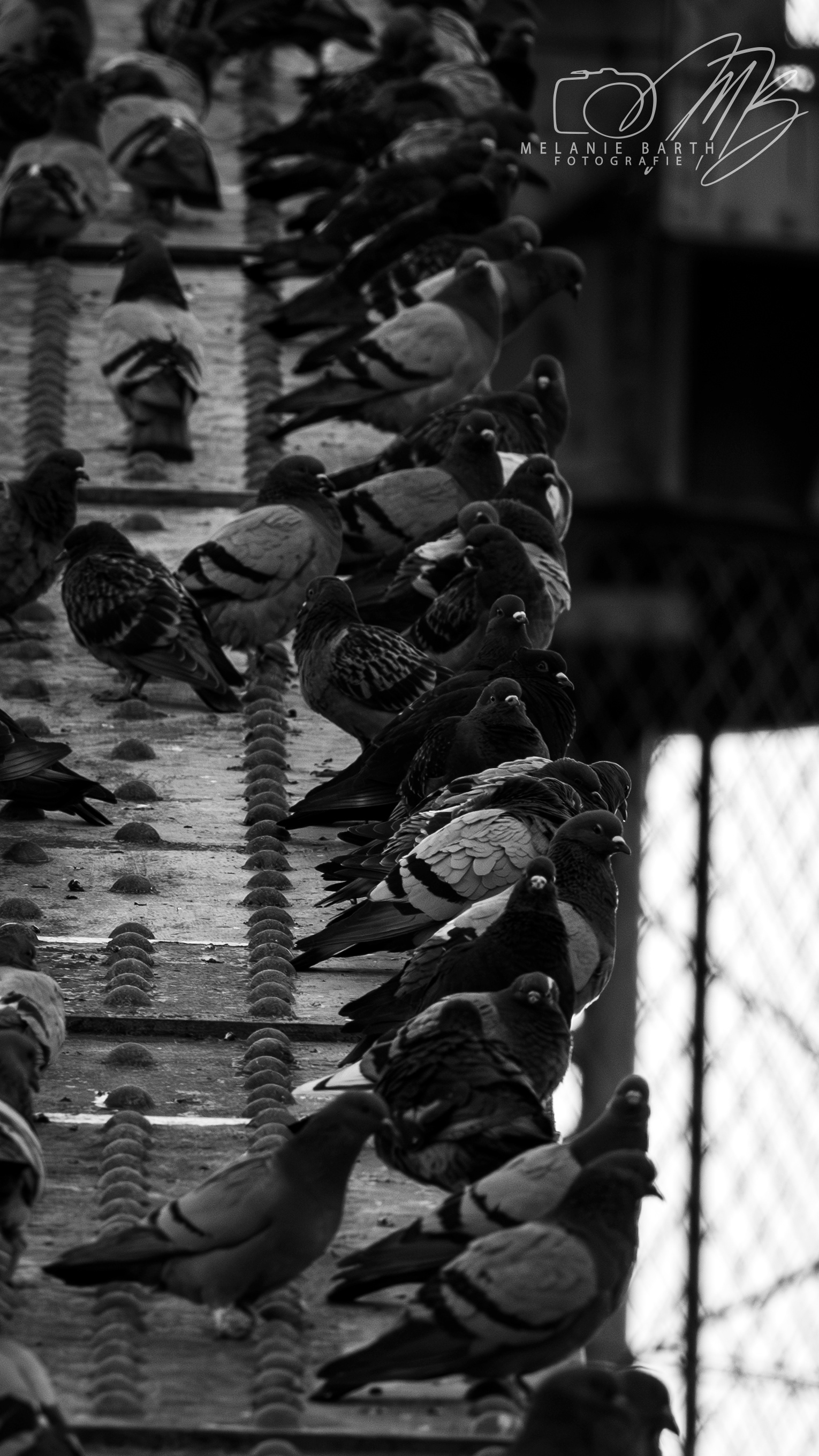 Lebensraum auf Stahl