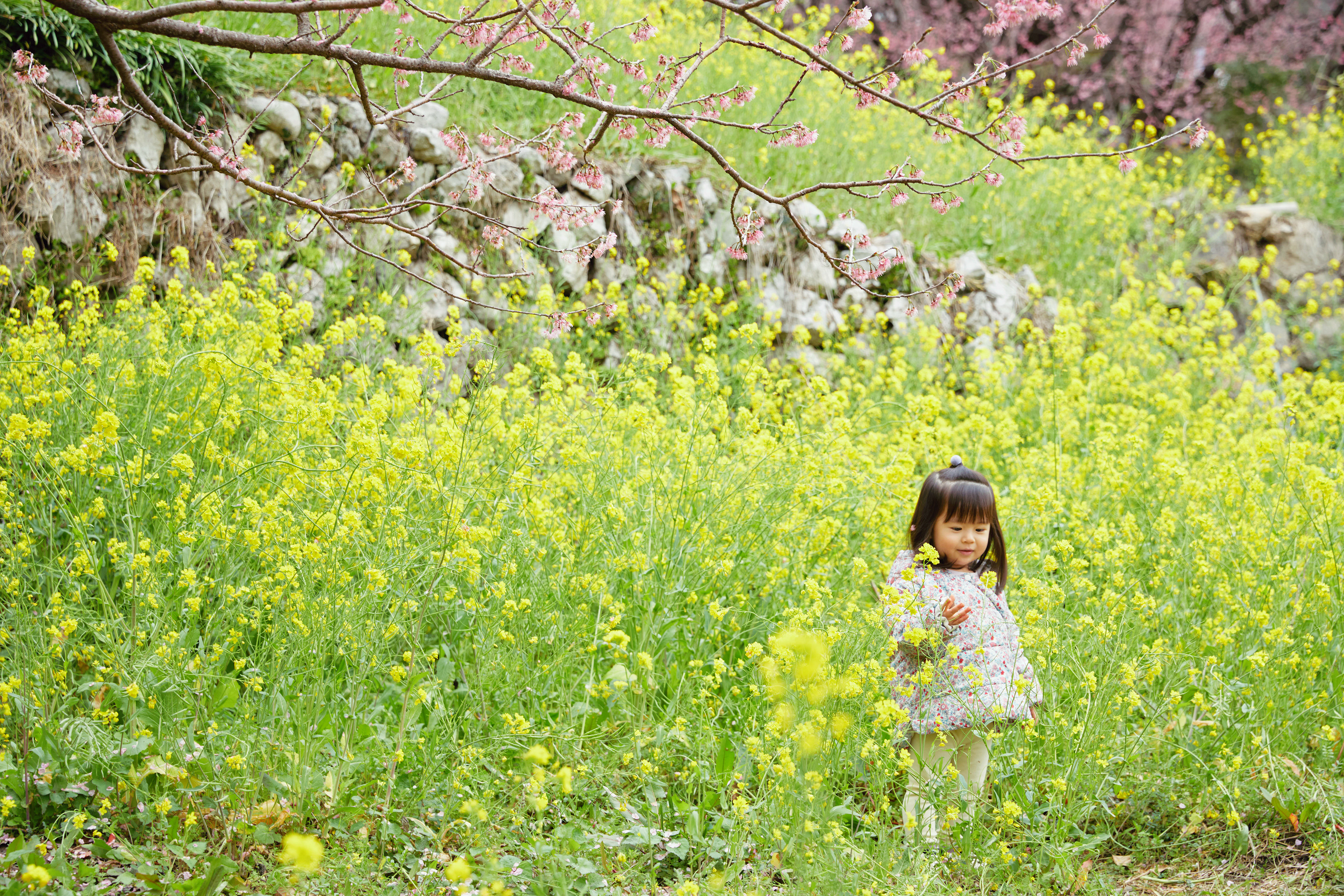 雪割桜と菜の花