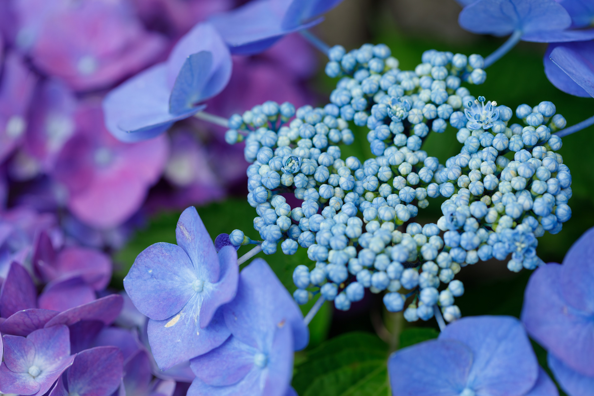 高知県立牧野植物園 紫陽花