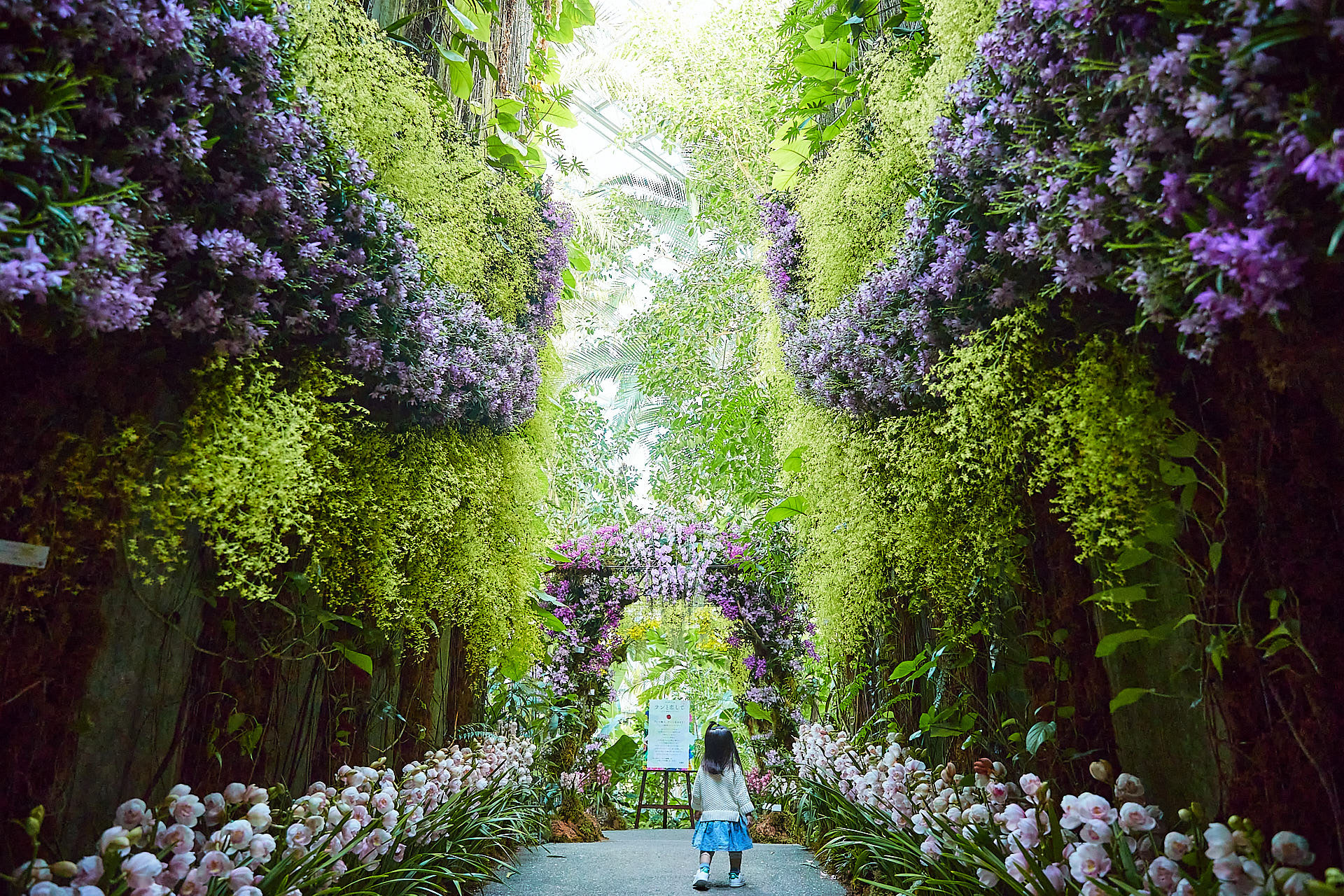 高知県立牧野植物園 ラン展
