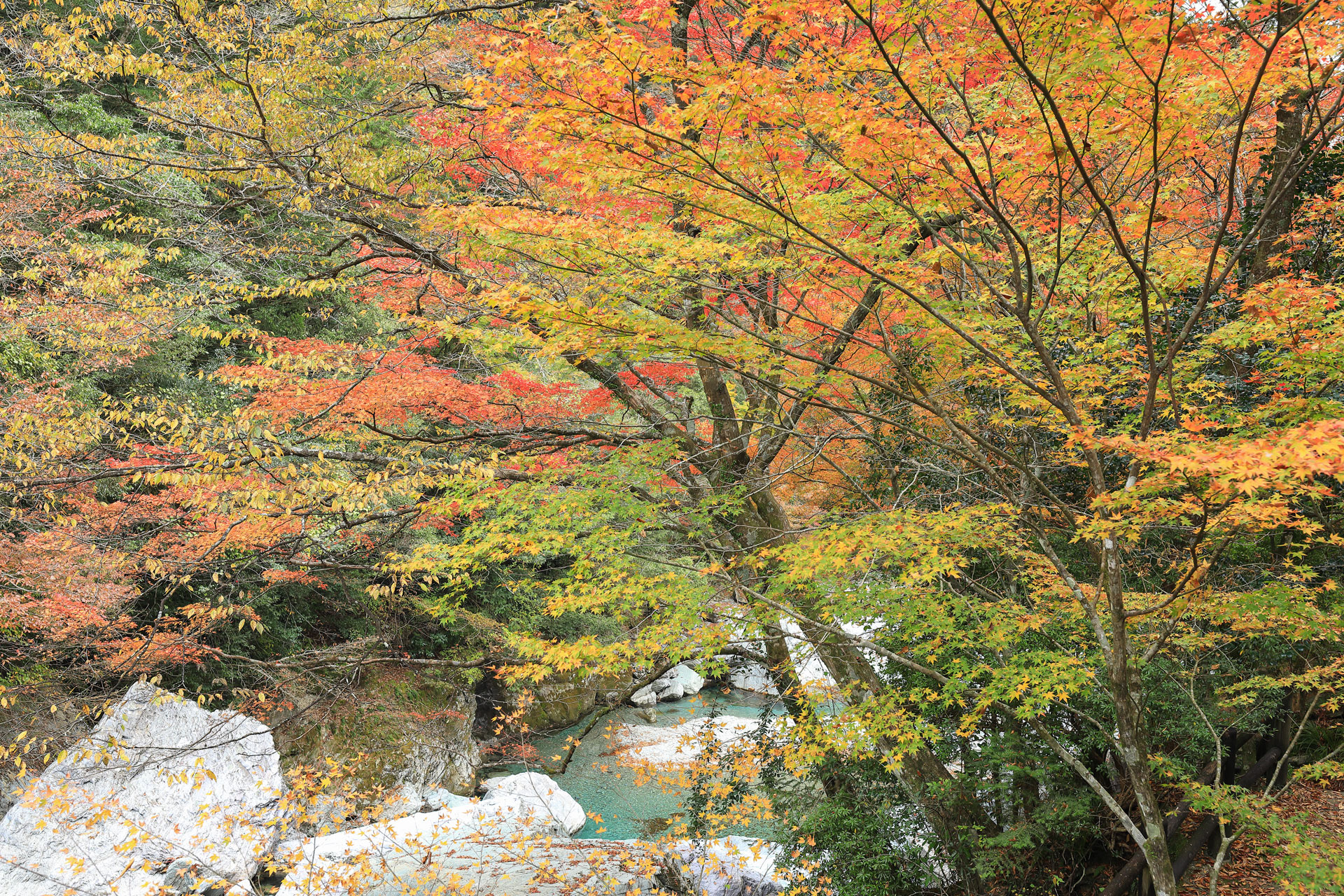 紅葉の安居渓谷 荒男谷