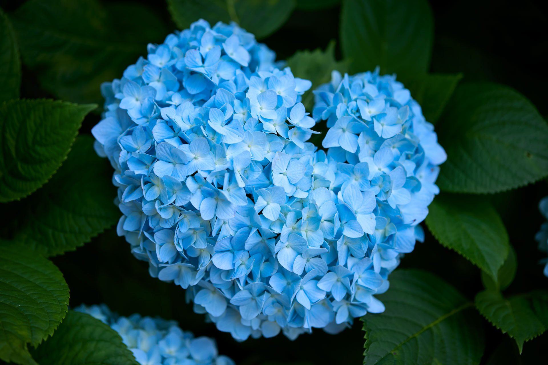 六條八幡宮 紫陽花