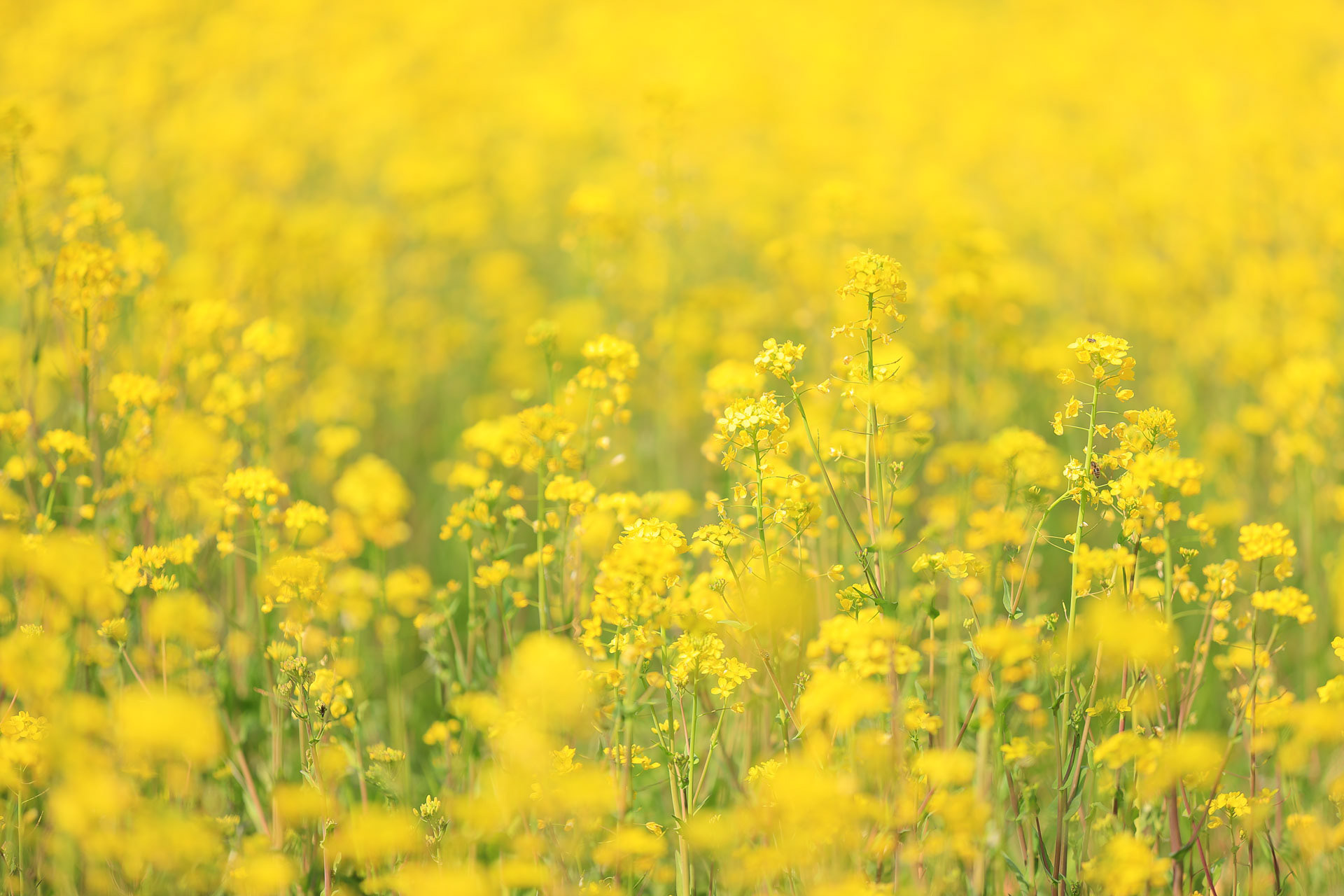 入田河川敷 菜の花