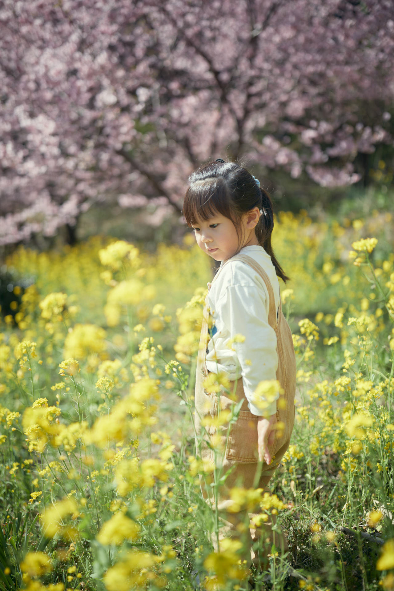 雪割桜と菜の花