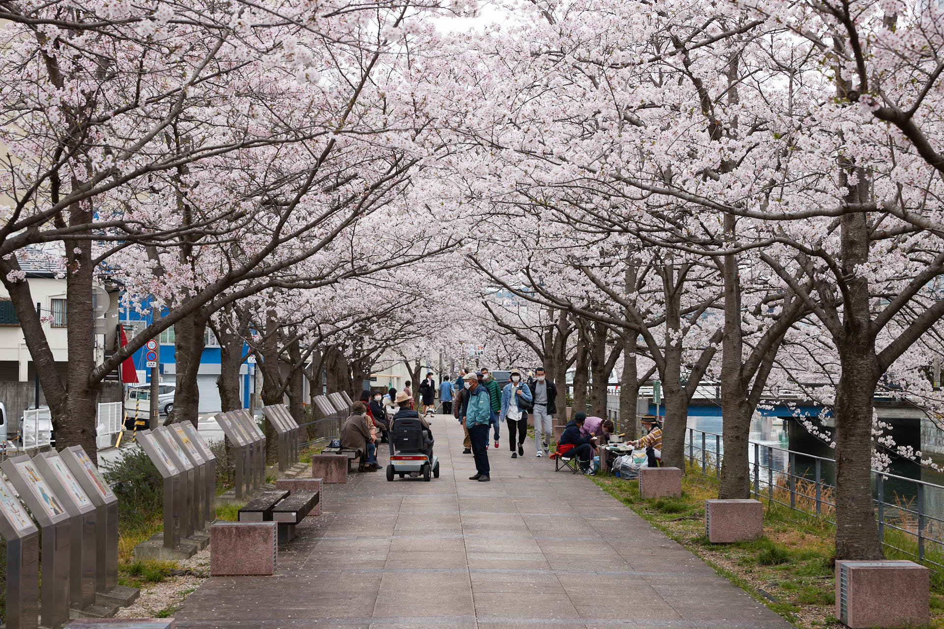 堀川の桜並木