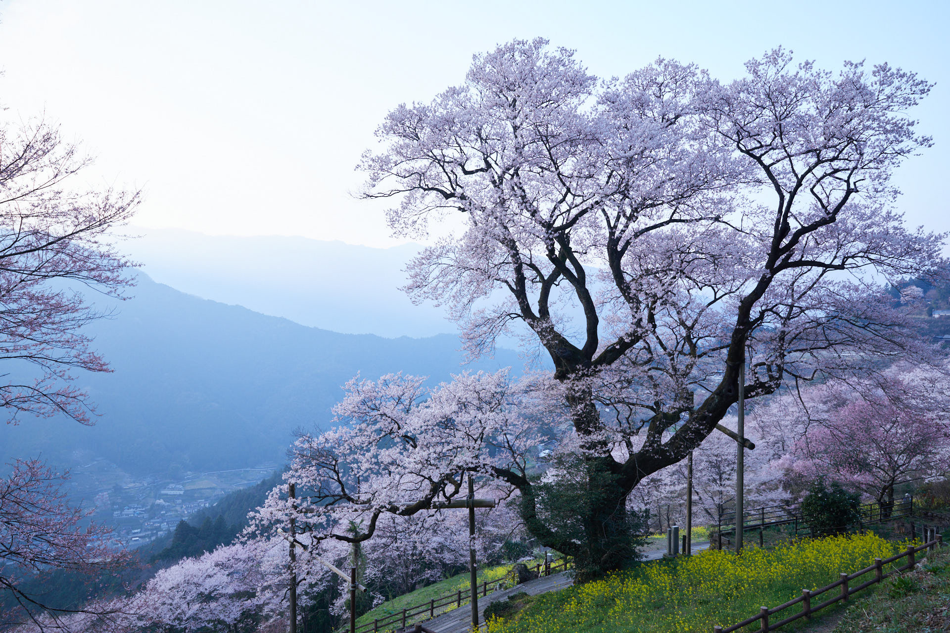 樹齢約500年 ひょうたん桜