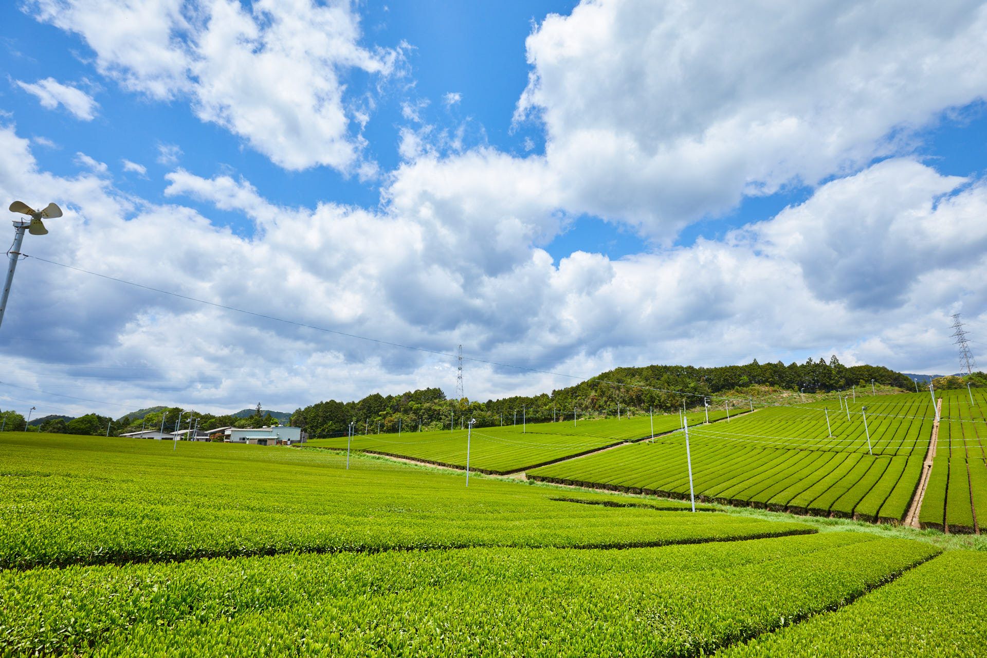 霧山茶園