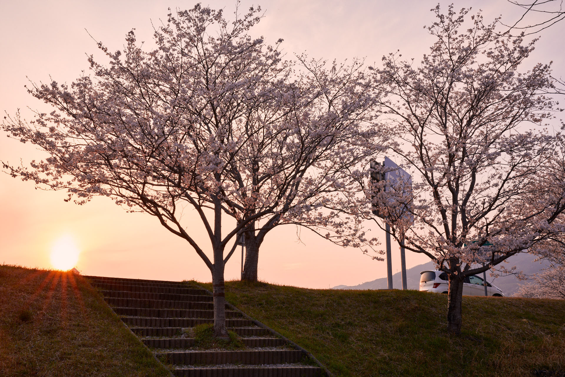 桜堤公園​​​​​​​