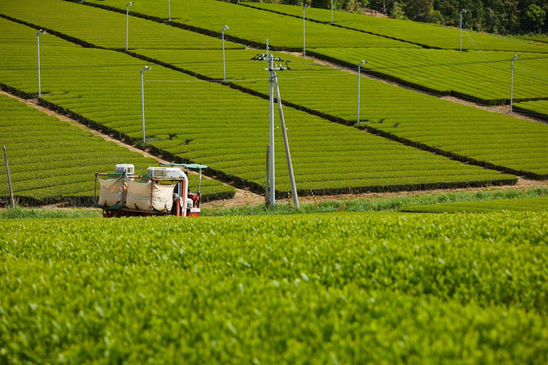 一番茶の茶摘み